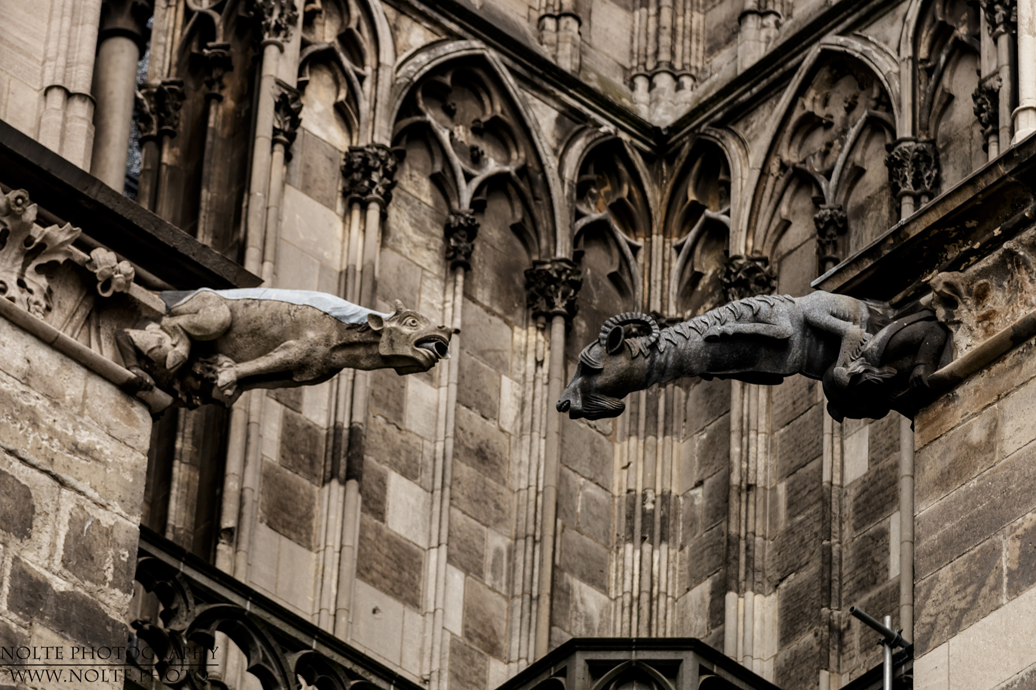 Wasserspeier am Kölner DOM