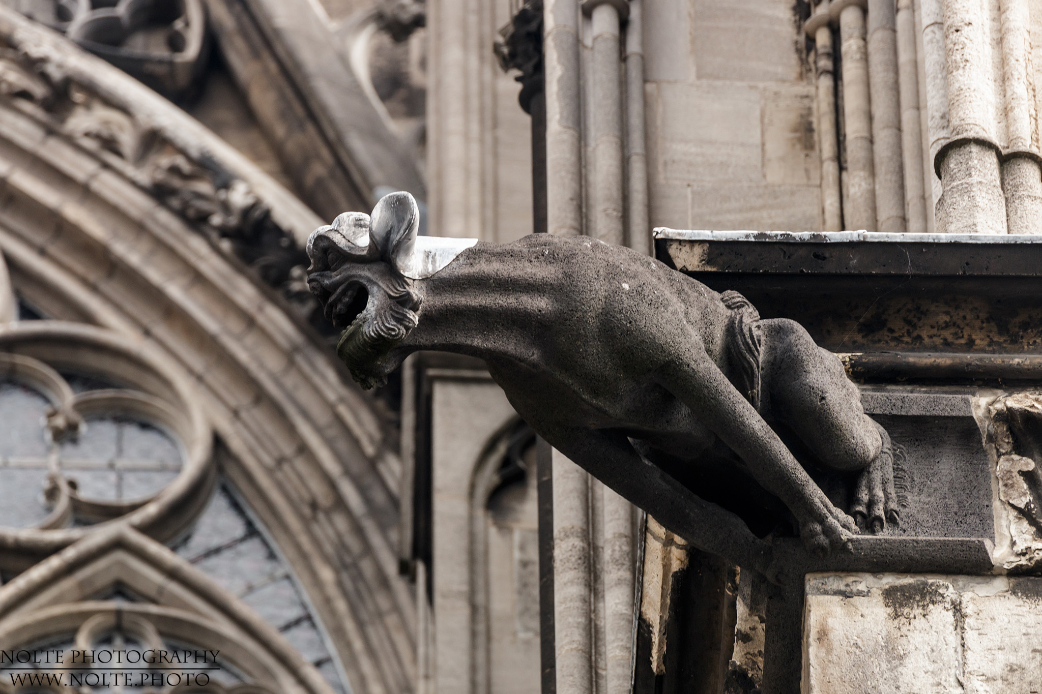 Ein Wasserspeier am Kölner DOM