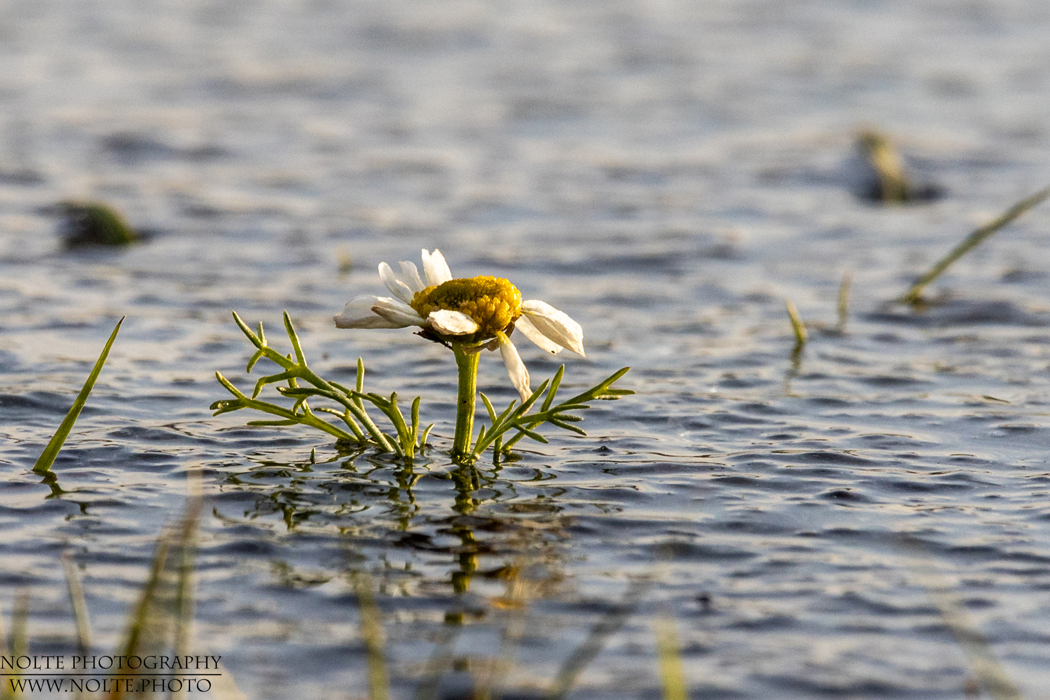 Eingefrorene Schönheit