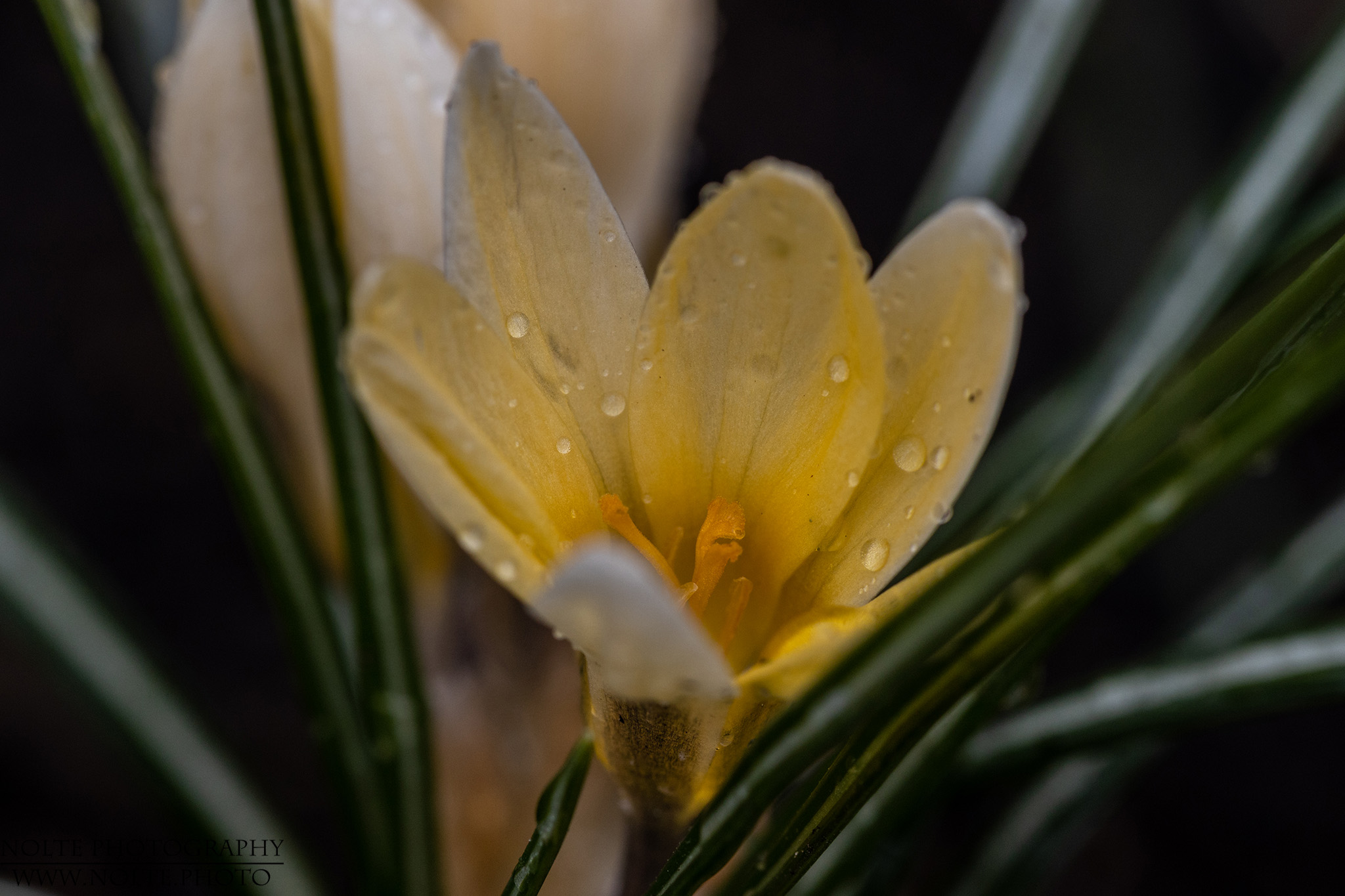 Krokusblüte nach dem Regen