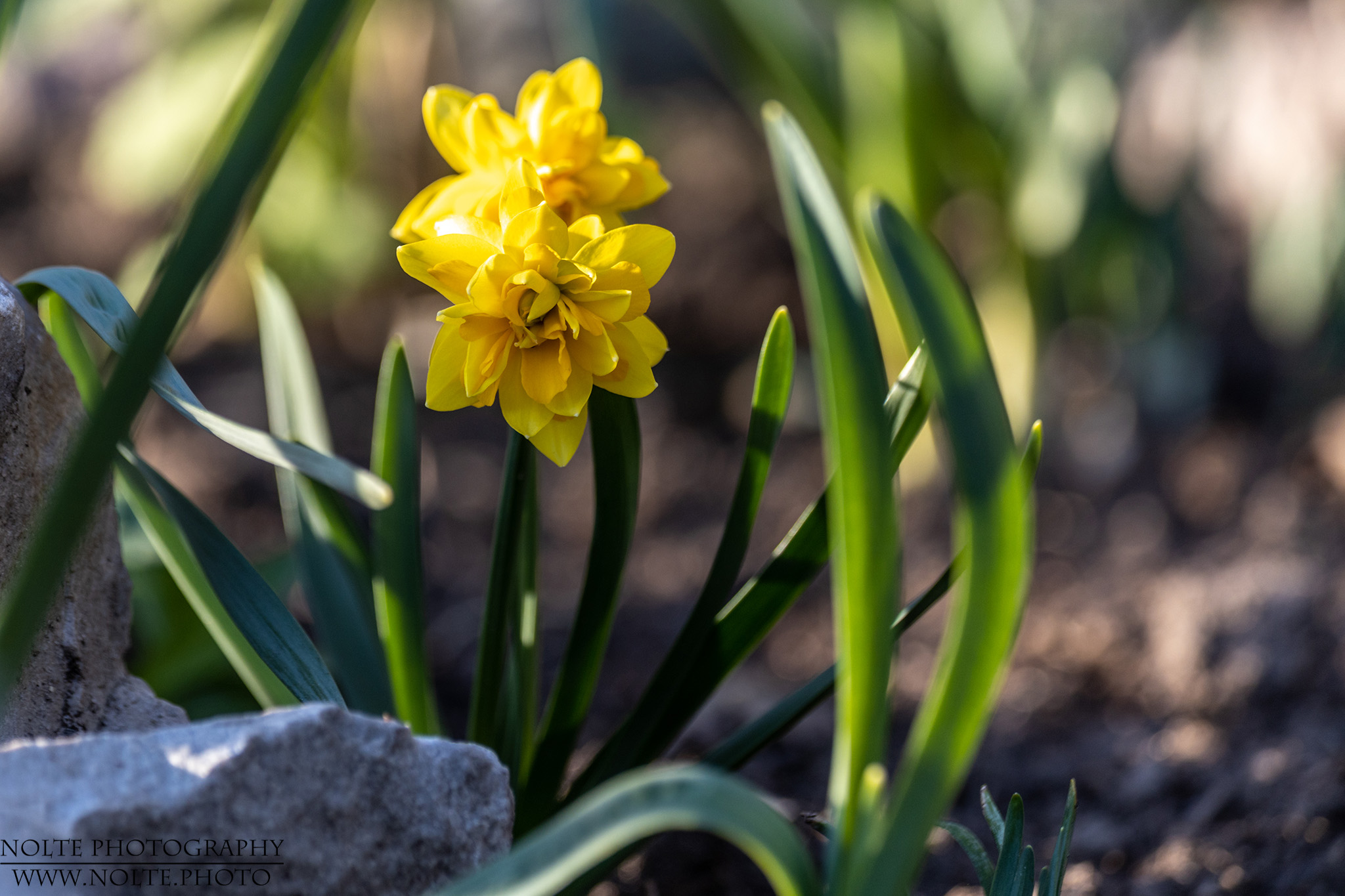 Kleine Narzissenblüten