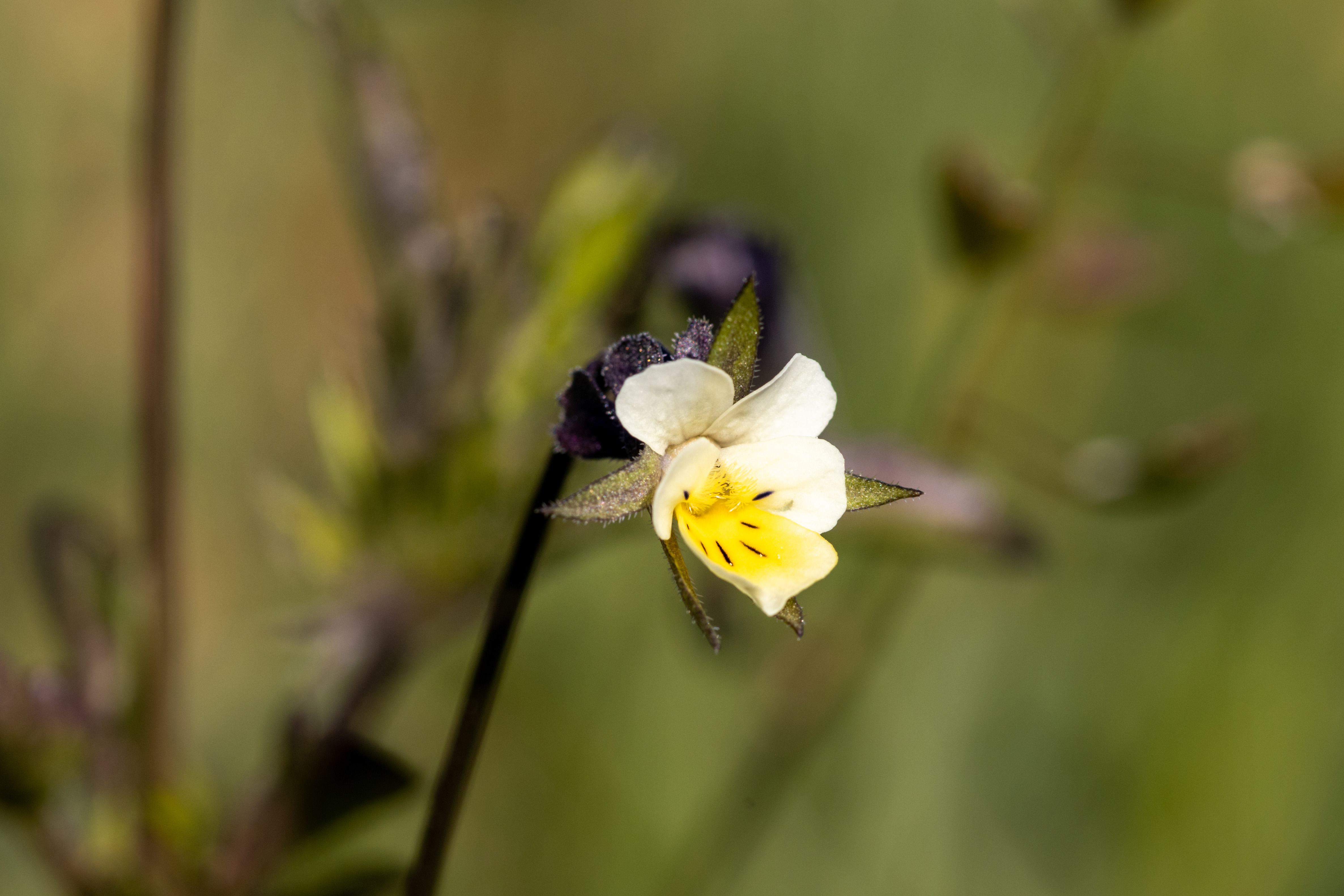 Blüte eines Acker-Stiefmütterchens (Viola arvensis)