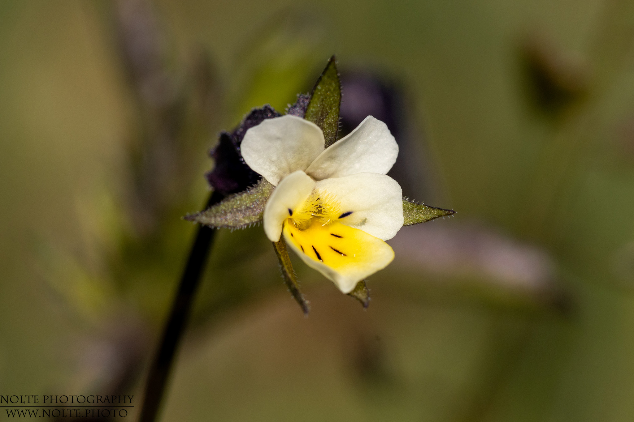 Blüte eines Acker-Stiefmütterchens (Viola arvensis)