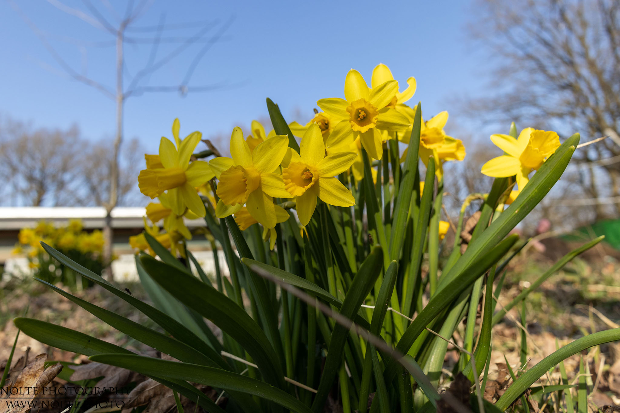 Zwergnarzissen im Frühling