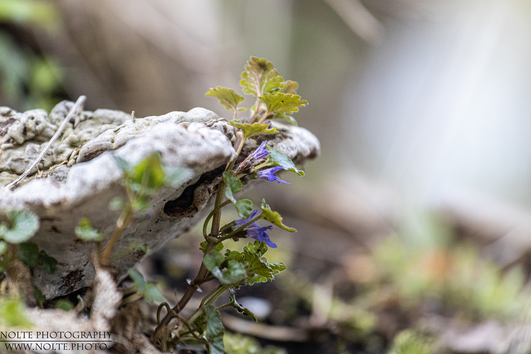 Aufgewachsen im Schutz des Pilzes