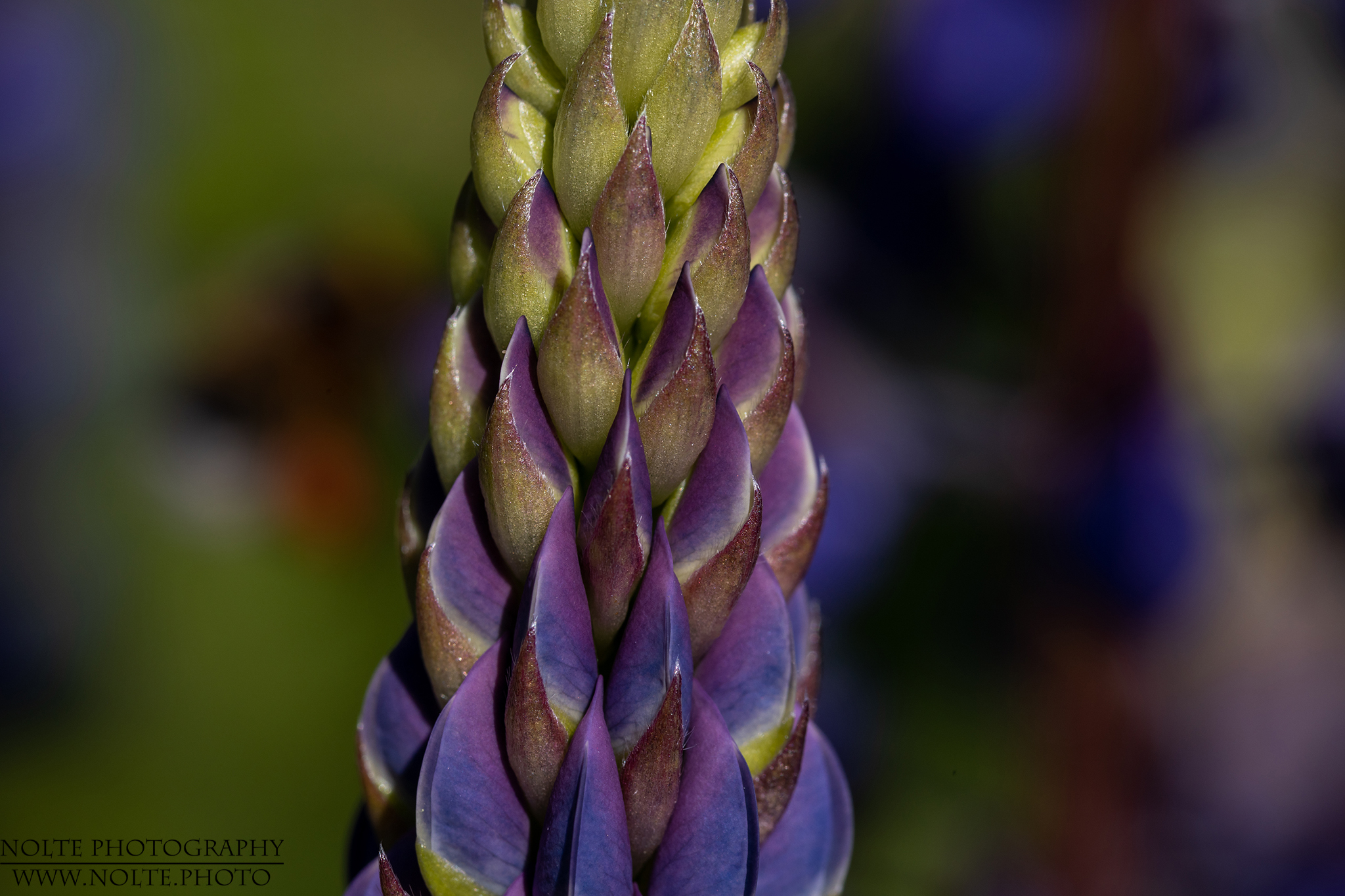 Lupine (lupinus polyphyllus)kurz vor dem öffnen der Blüten