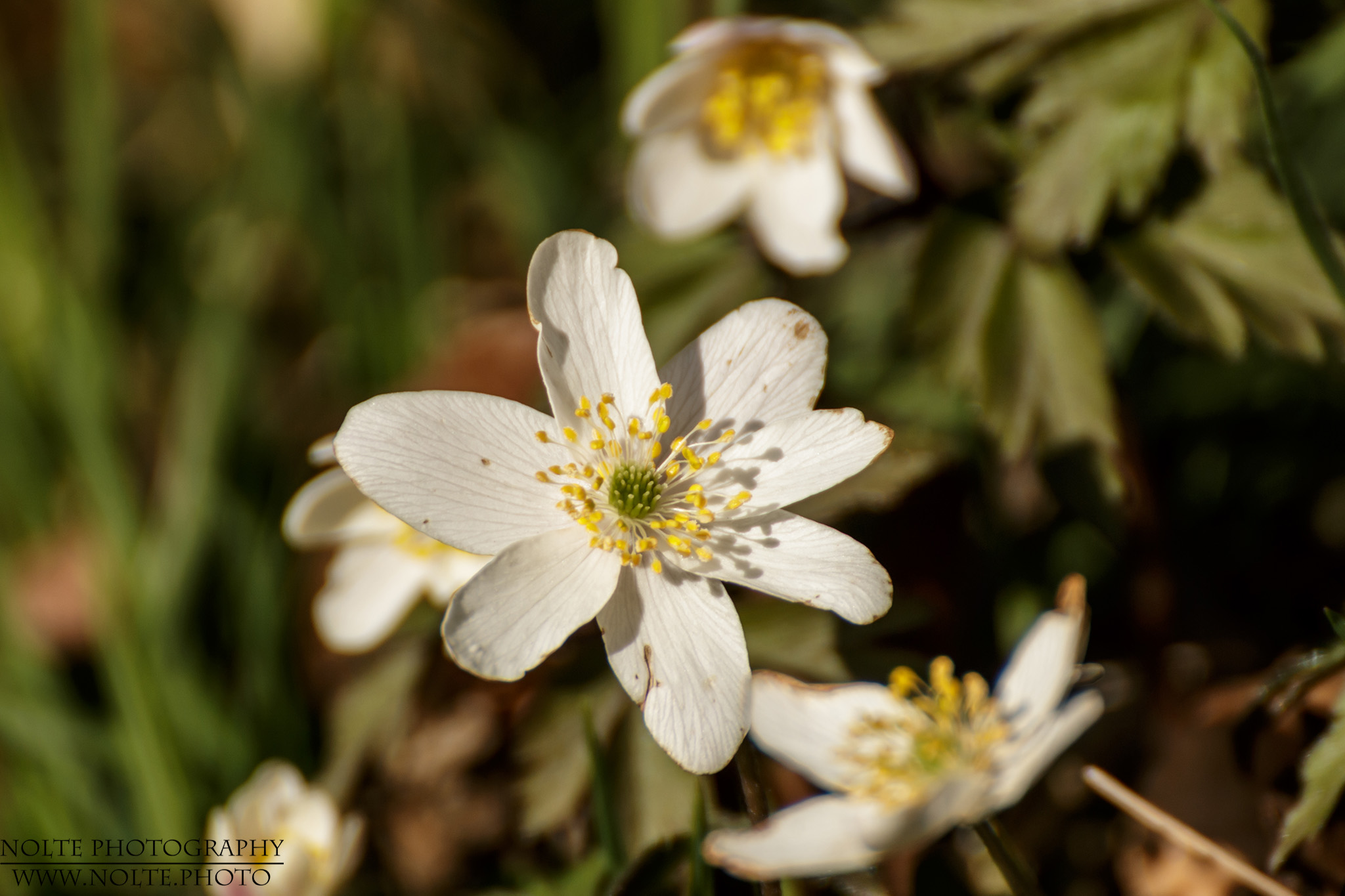 Blüten des Buschwindröschen (Anemone nemorosa)