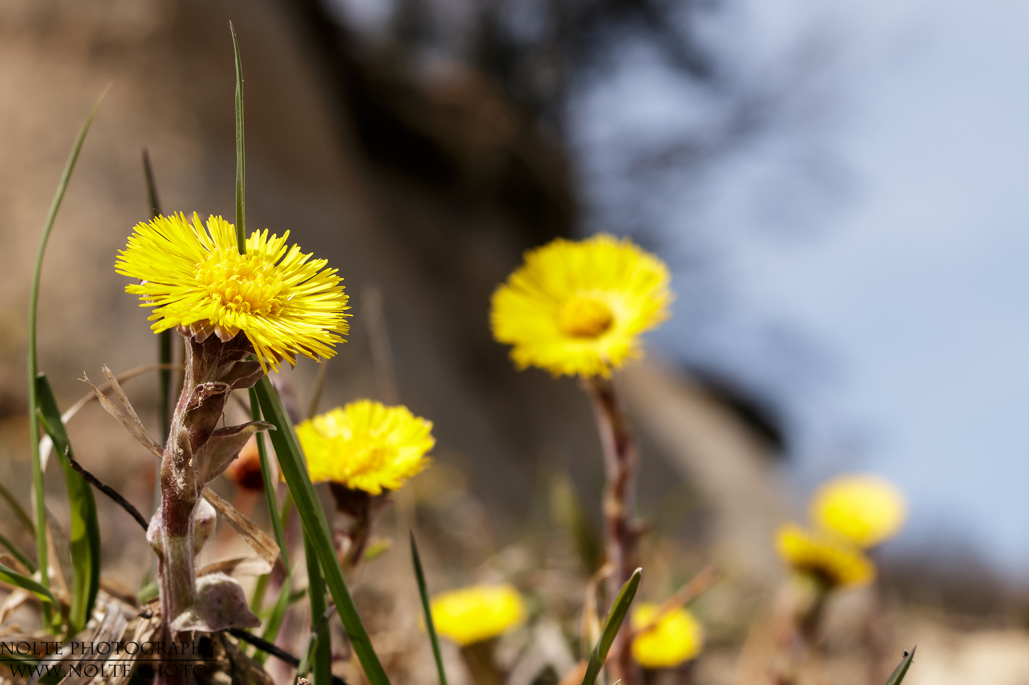 Blüten des Huflattich (Tussilago farfara) vor einer Steilwand