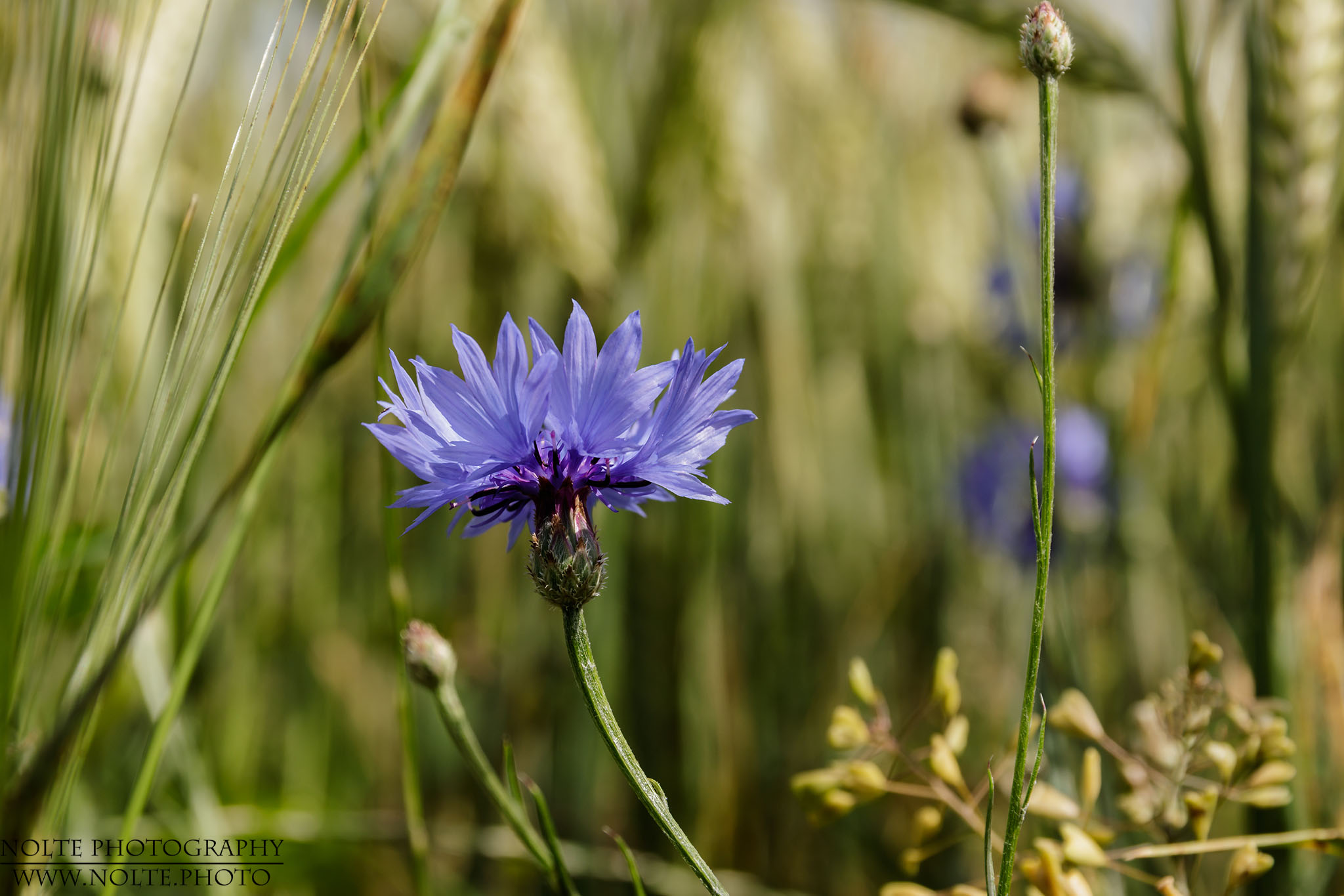 Blüte der Kornblume (Centaurea cyanus) in einer Wiese.