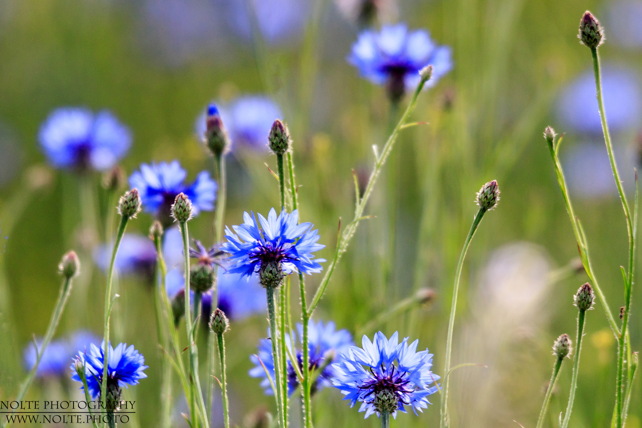 Viele Blüten der Kornblume (Centaurea cyanus)