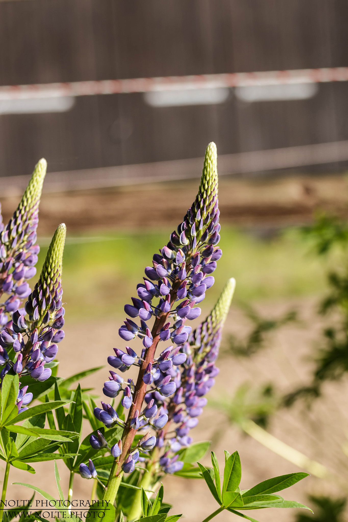 Blütenansicht der Vielblättrigen Lupine (Lupinus polyphyllus)
