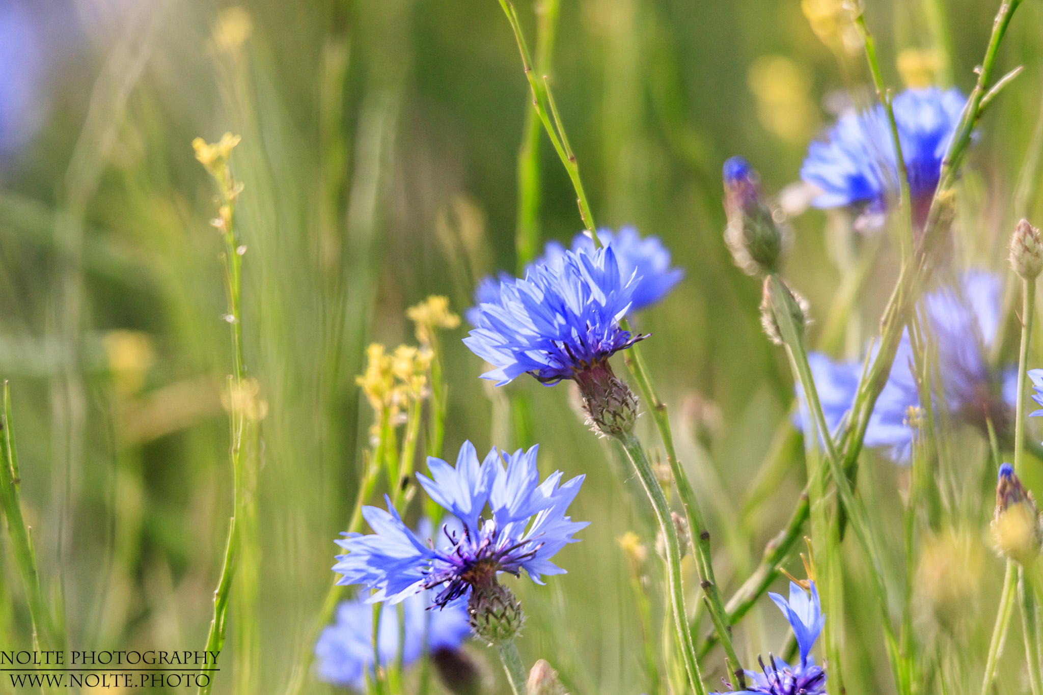 Mehrere Bölüten der Kornblume (Centaurea cyanus)