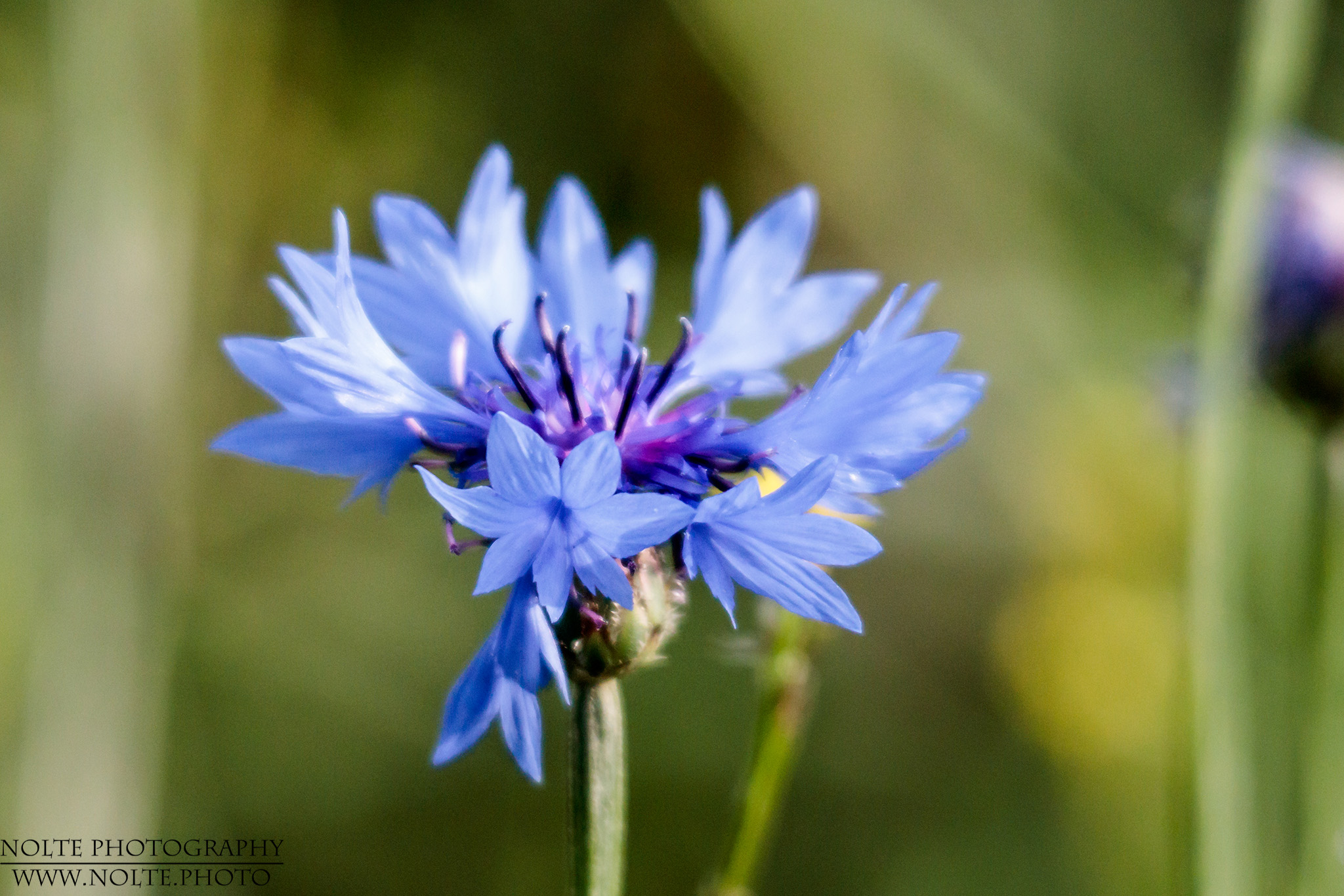Die blaue Blütenpracht einer Kornblume (Centaurea cyanus)