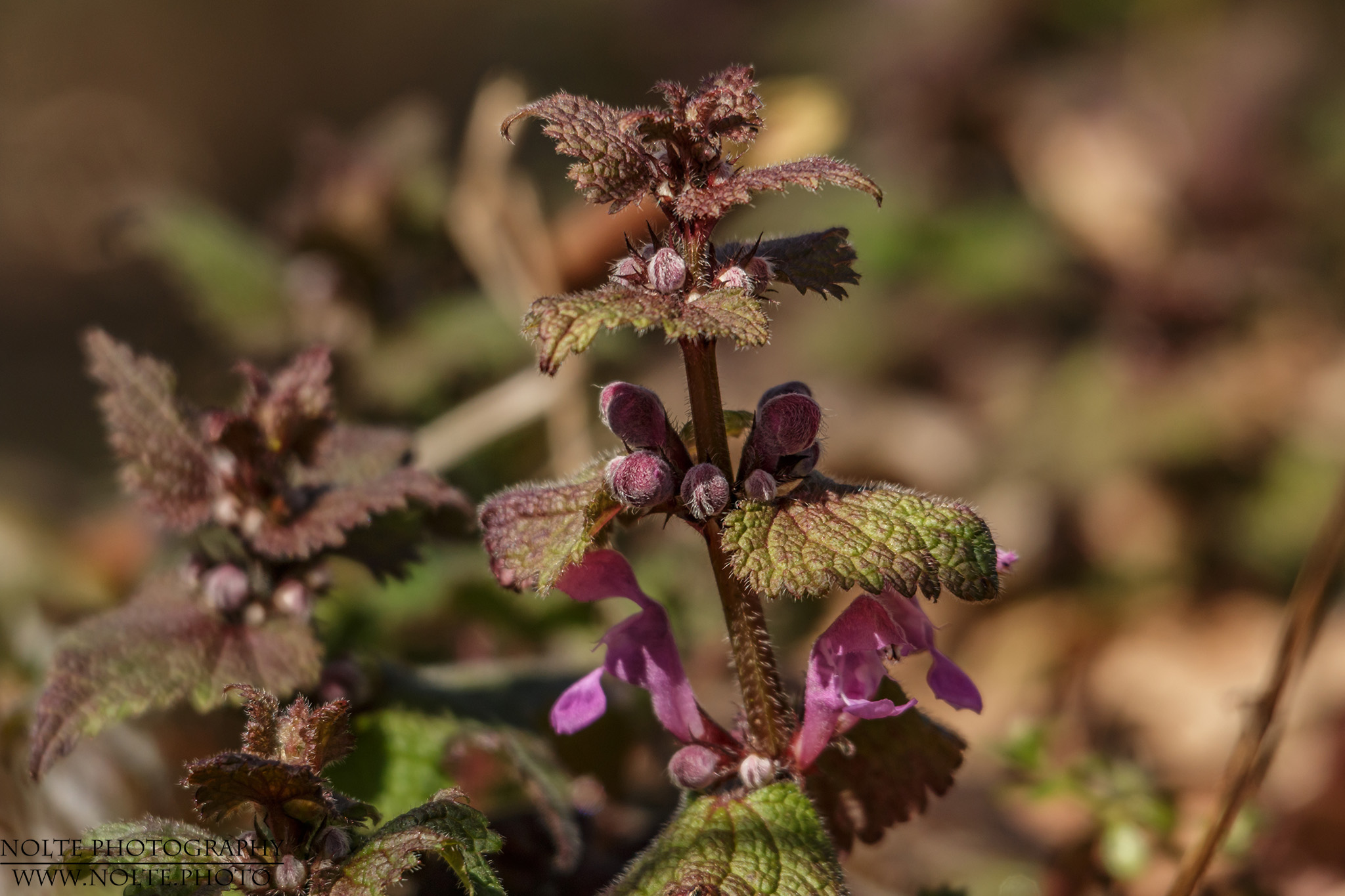 Die Blütenpracht der Gefleckten Taubnessel (Lamium maculatum)