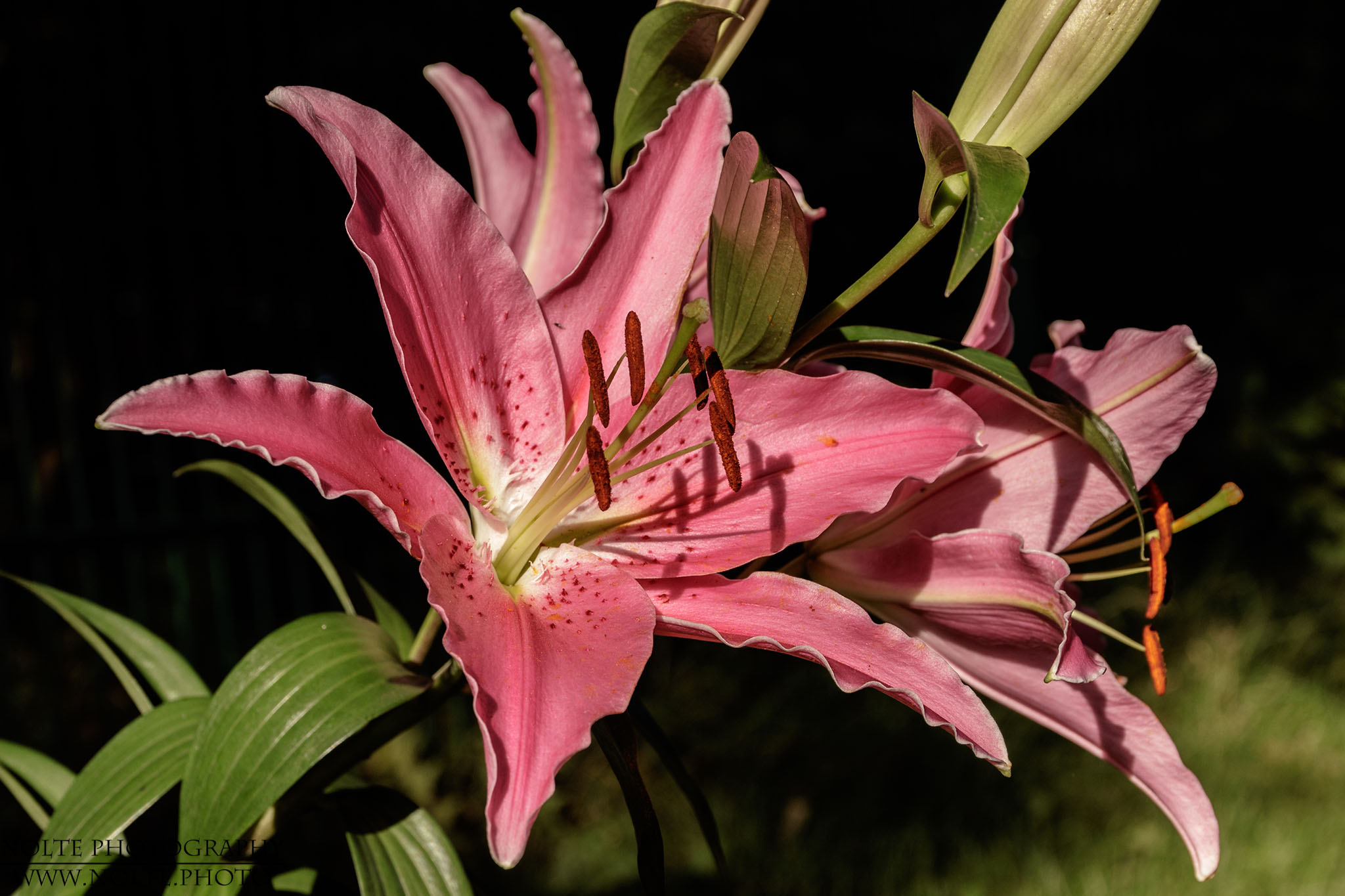 Blüte einer rosafarbenen Lilie