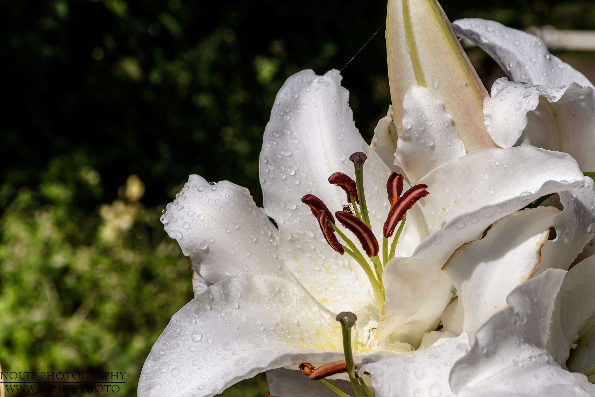 Geöffnete Blüte einer weissen Lilie.
