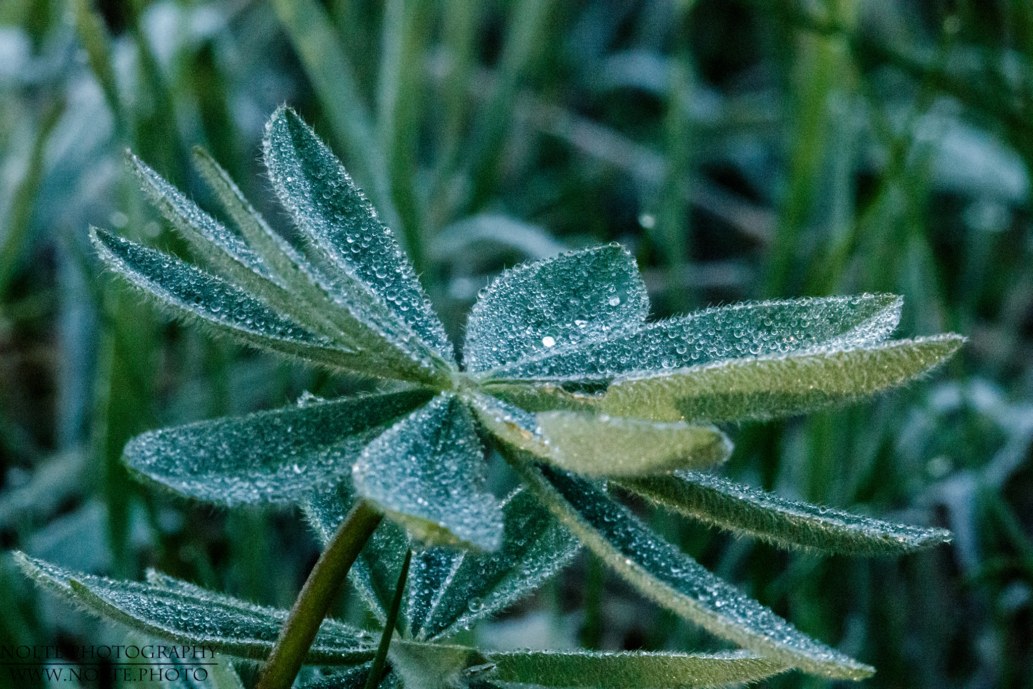 Taubenetzte Blätter der der Vielblättrigen Lupine (Lupinus polyphyllus)
