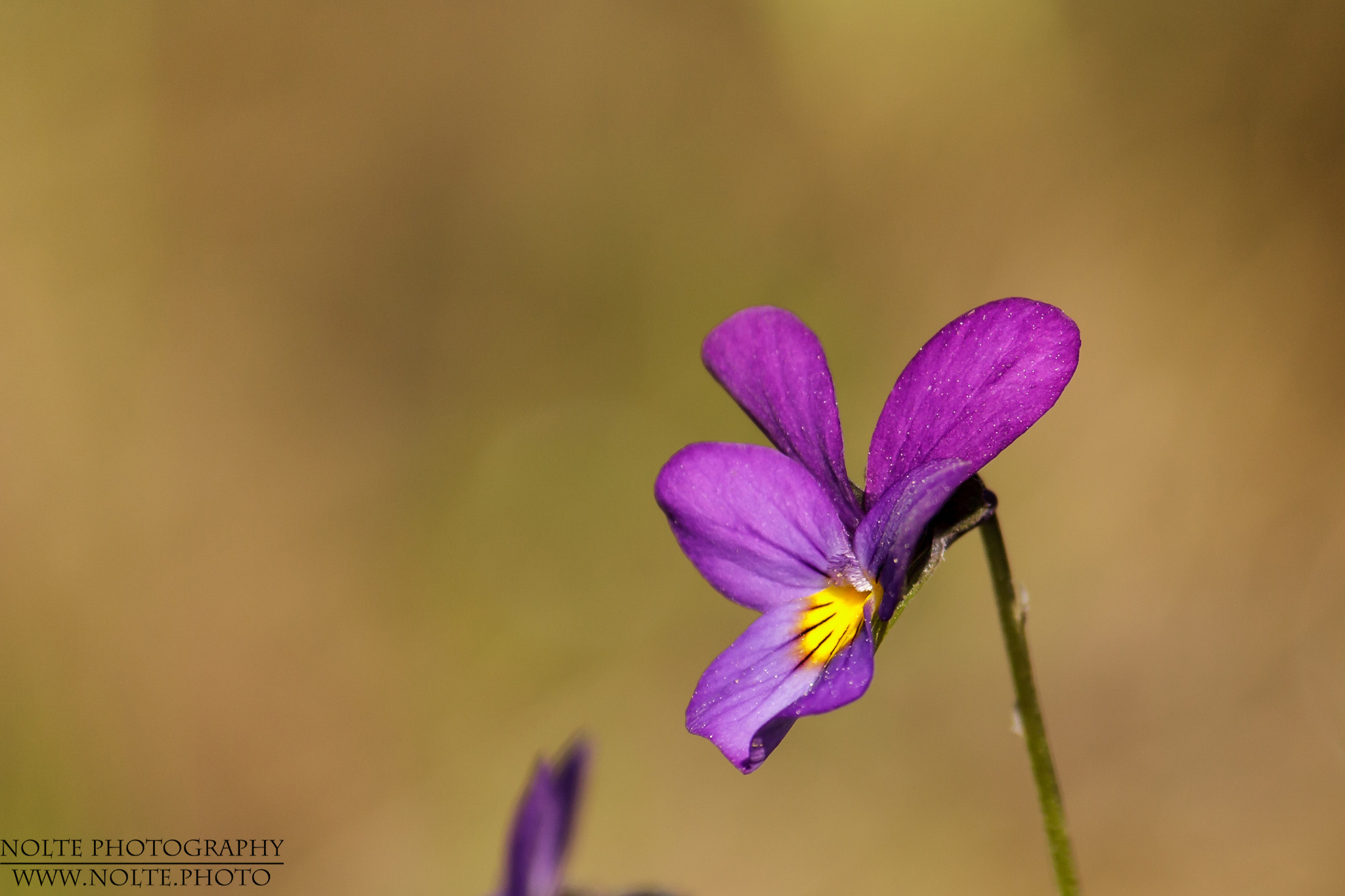 Stiefmütterchenblüte