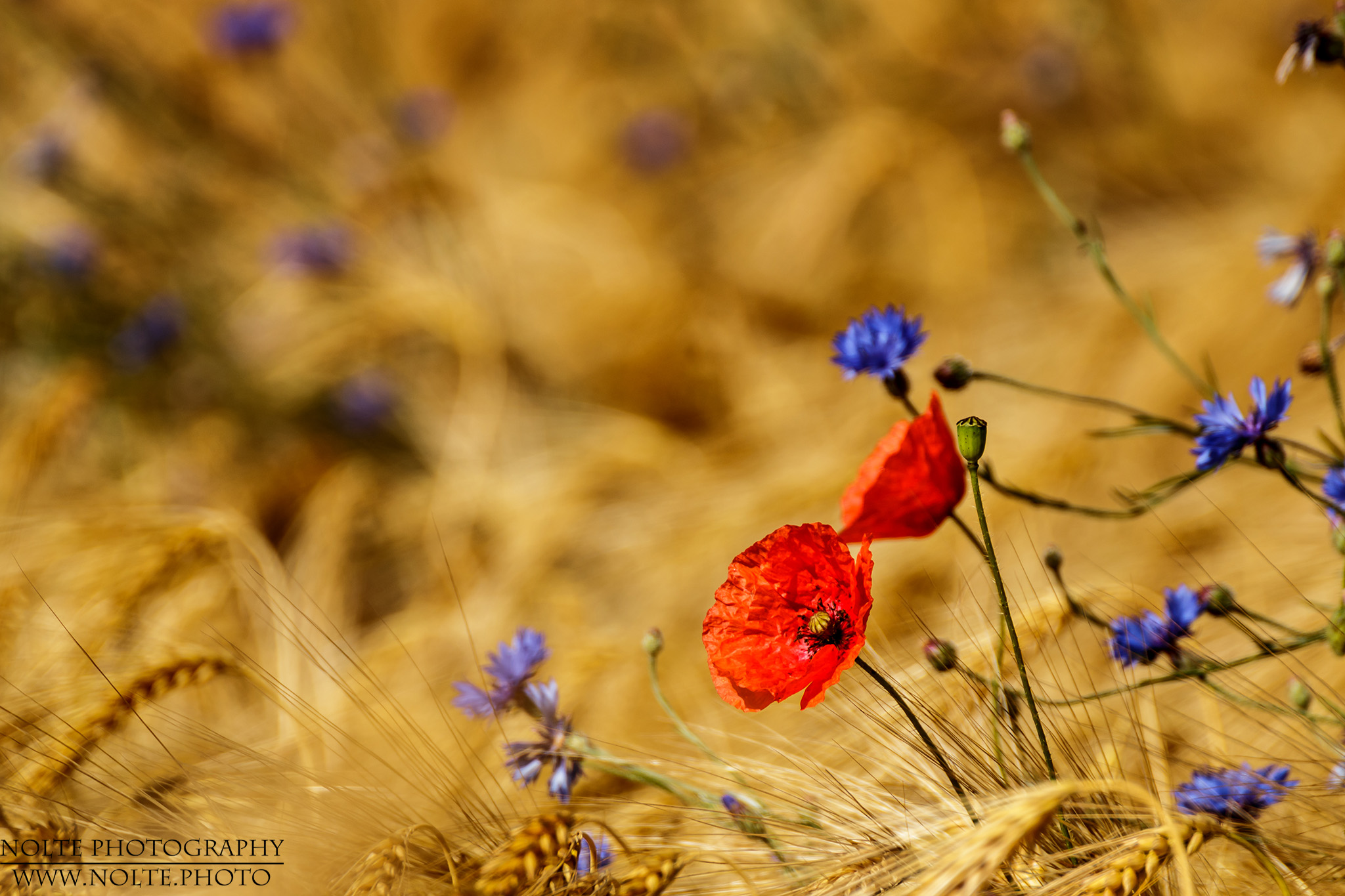 Klatschmohn (Papaver rhoeas) im Getreide mit Kornblumen (Centaurea cyanus)