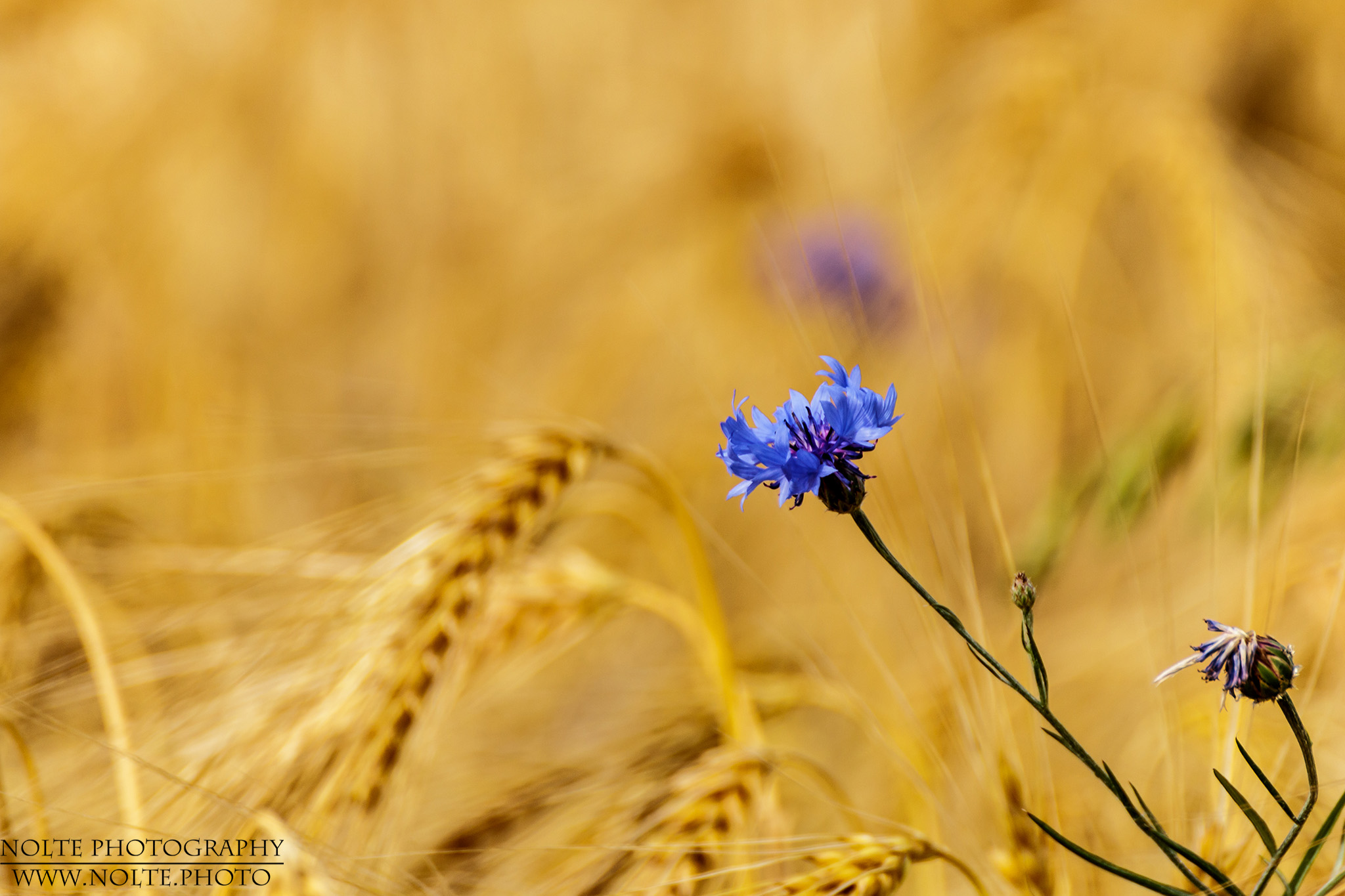 Die Blüte einer Kornblume (Centaurea cyanus)  im Getreide