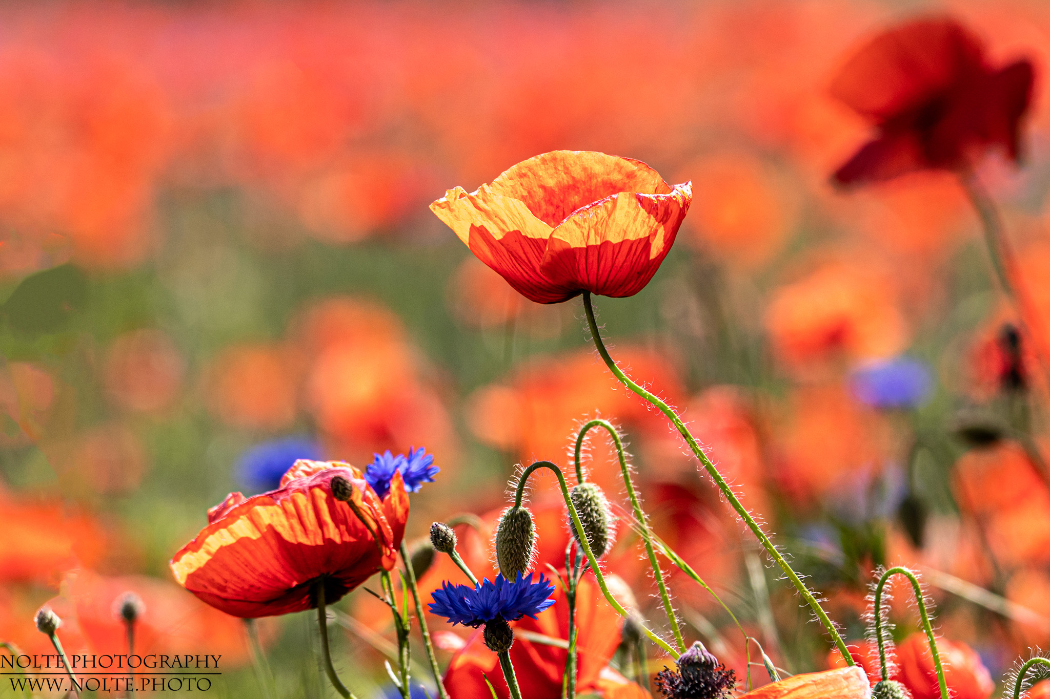 Mohn- und Kornblumen