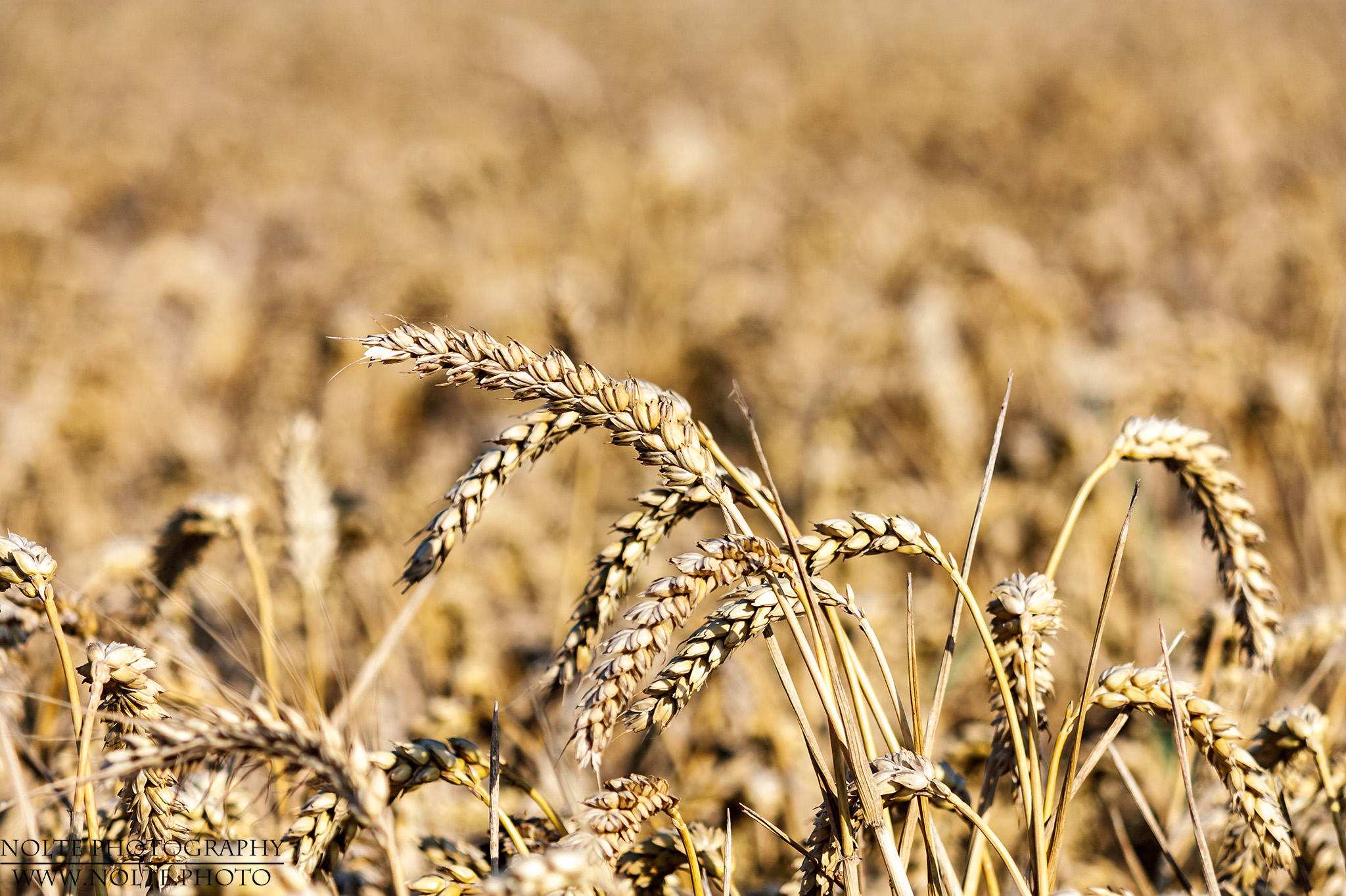 Ähren des Weichweizen (Triticum aestivum