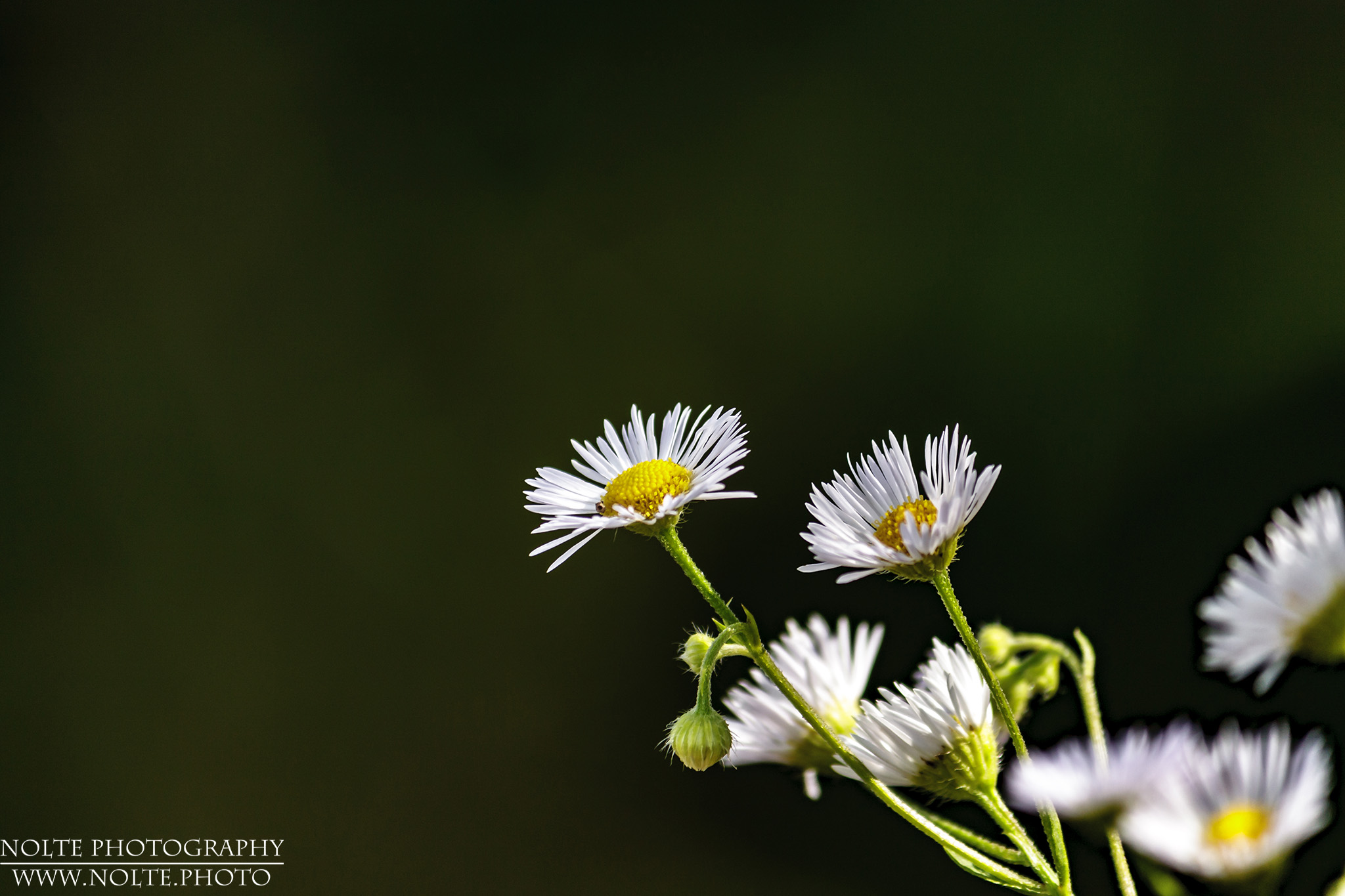 Mehrere Blüten des Feinstrahl (Erigeron annuus)
