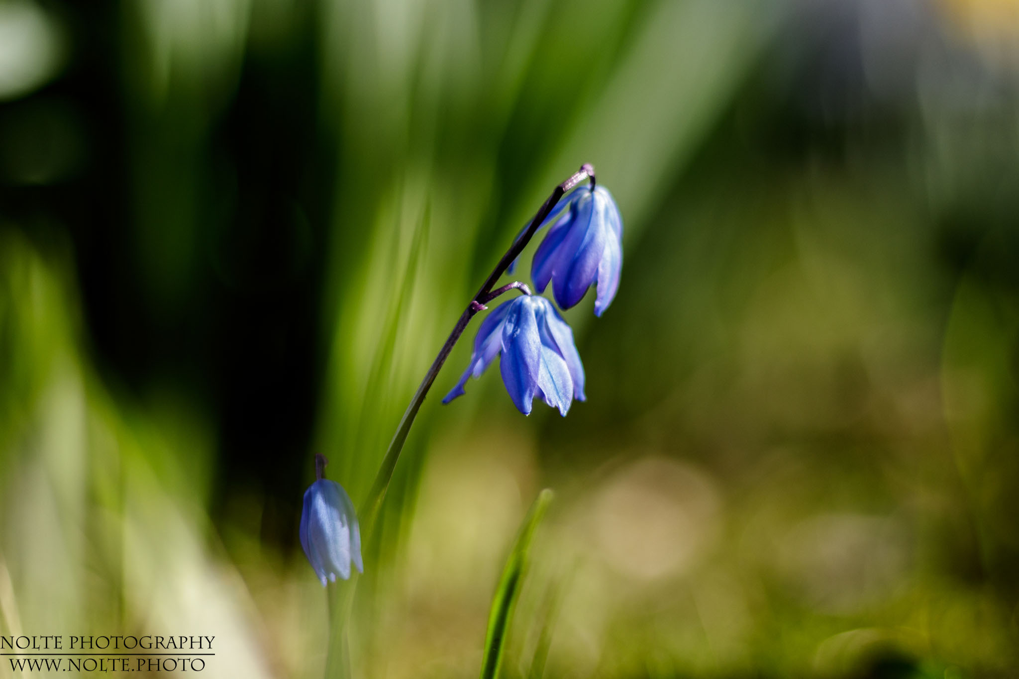 Blüte des Sibirischen Blausterns (Scilla siberica)
