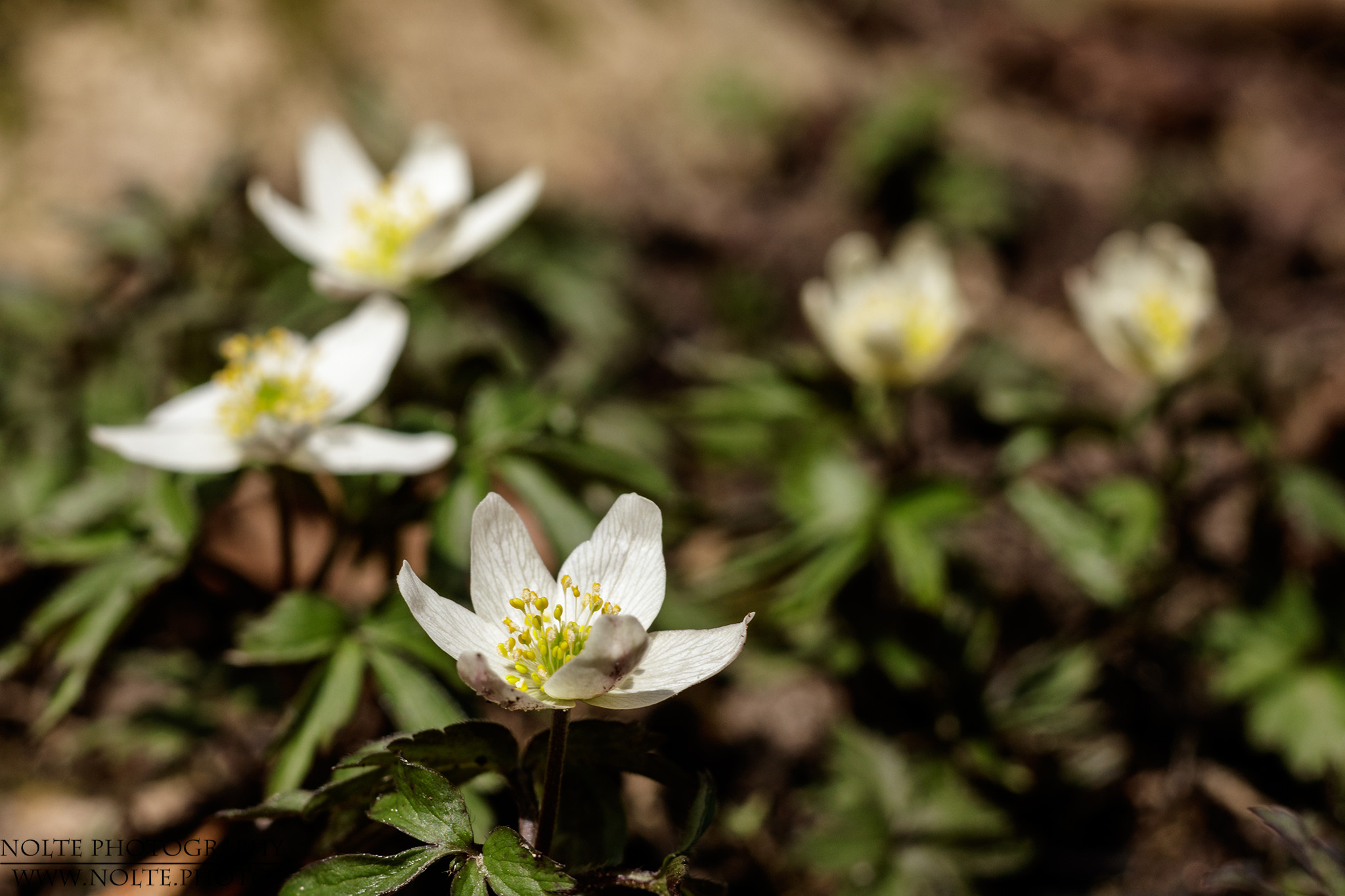 Viele Blüten des Buschwindröschens (Anemone nemorosa) auf dem Waldboden.