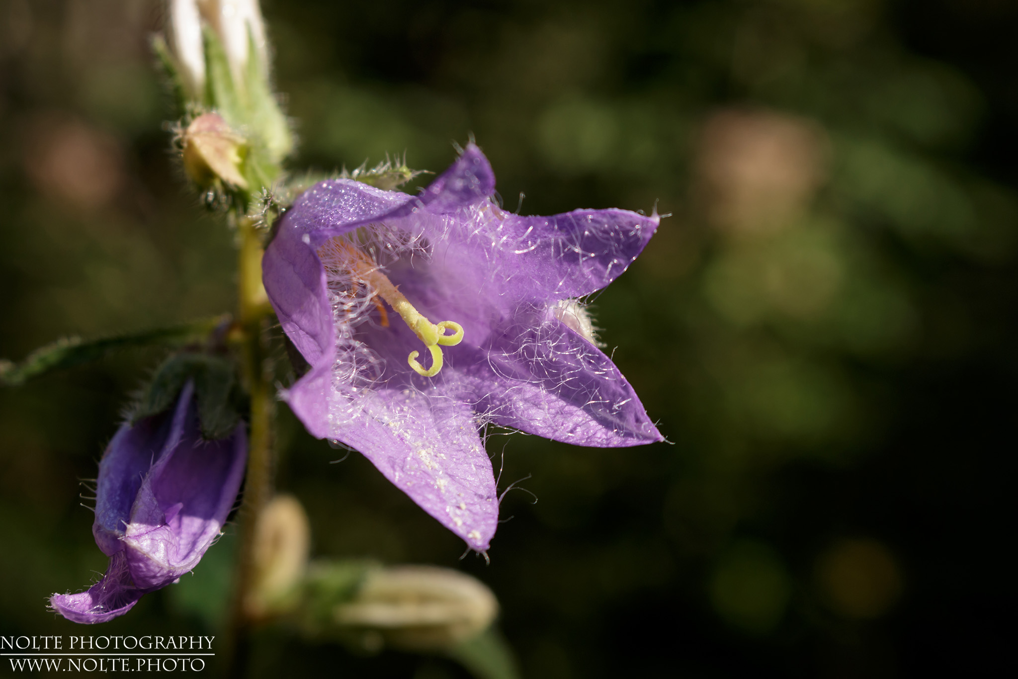 Blüte der Nesselblättrigen Glockenblume (Campanula trachelium)