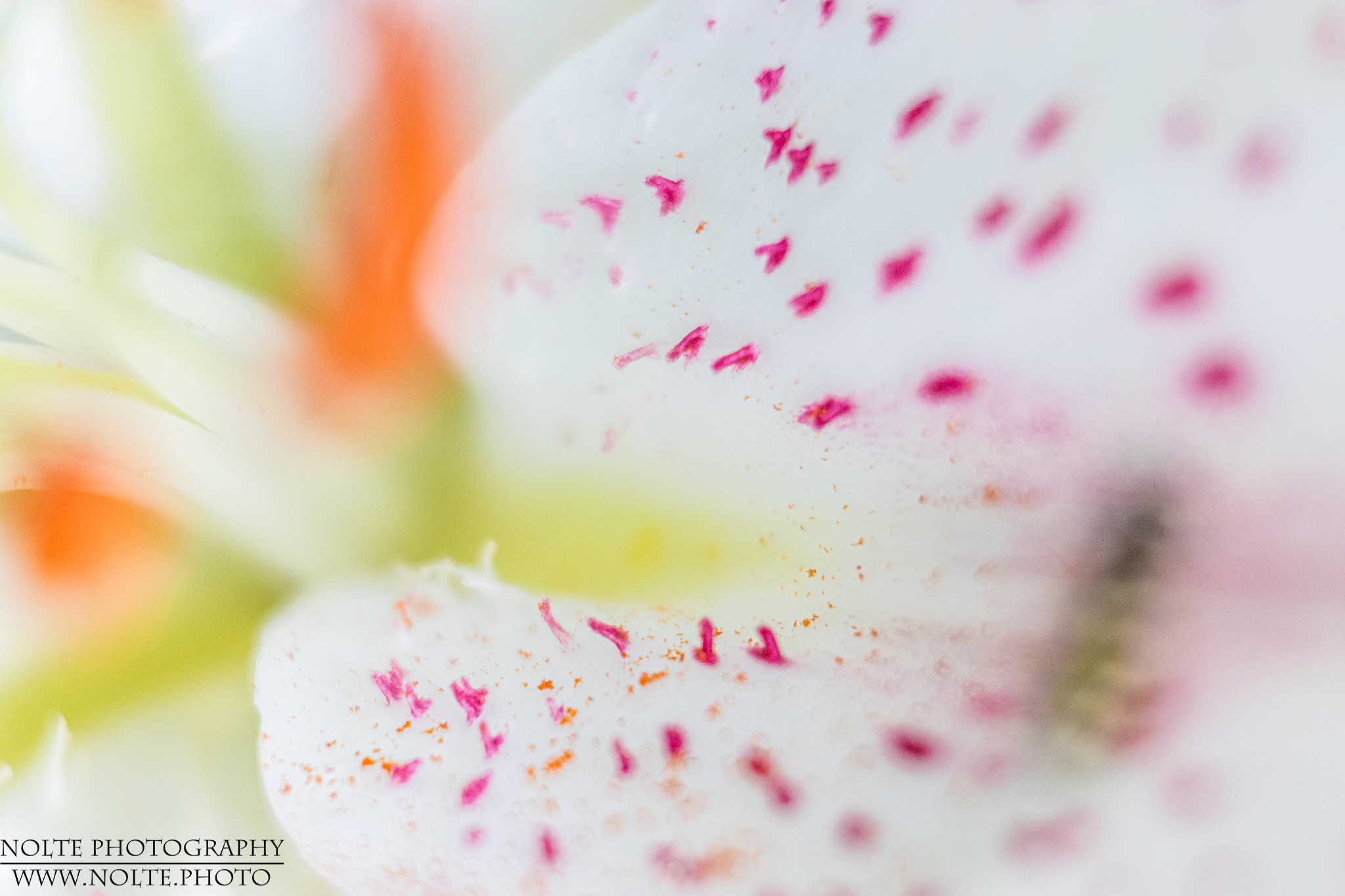 Lilienblüte leicht verfremdet