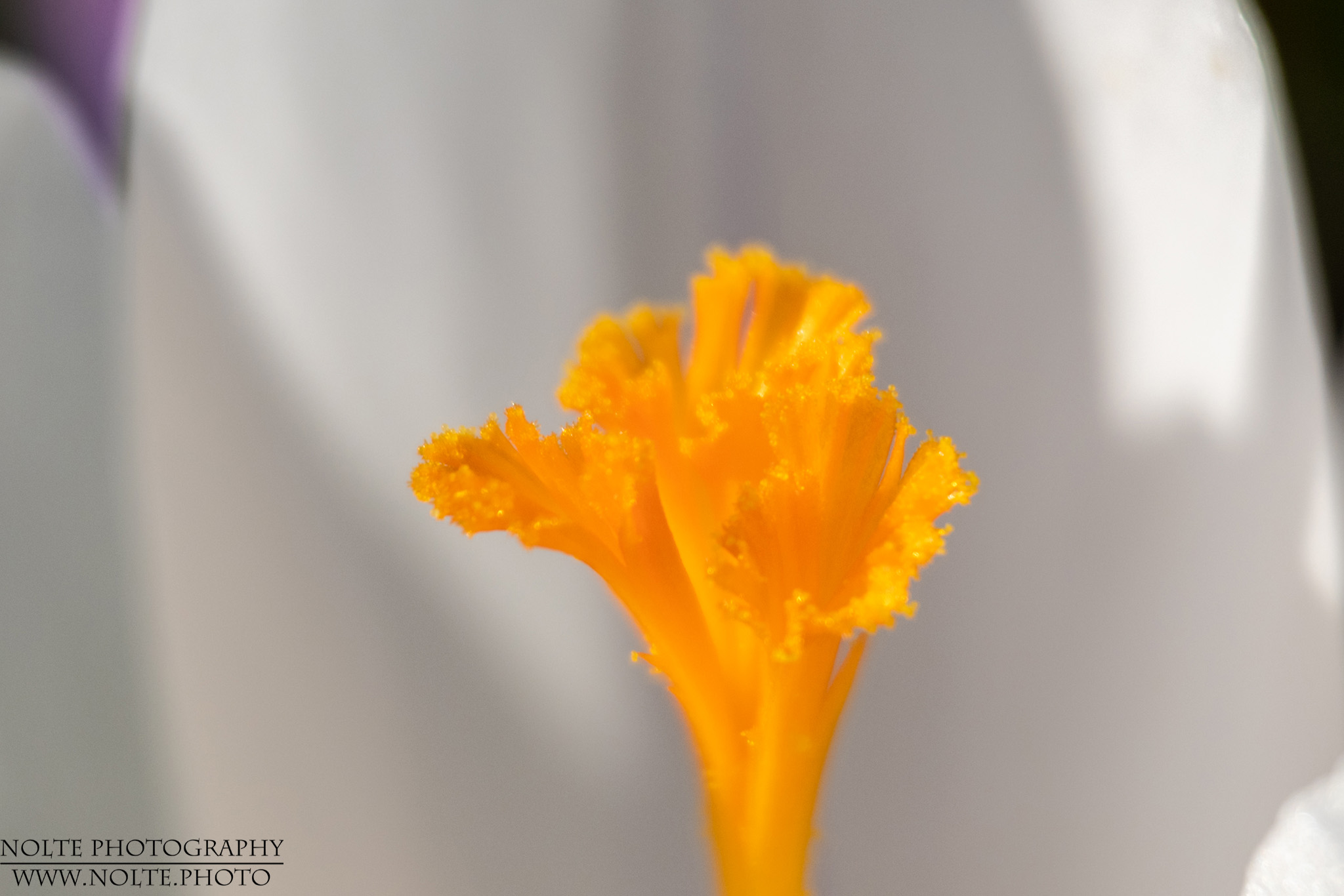 Pollenstempel eines Krokus