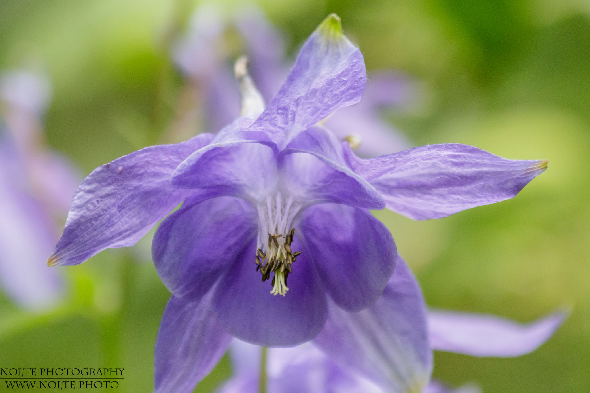 Blüte der Alpen-Akelei (Aquilegia alpina)