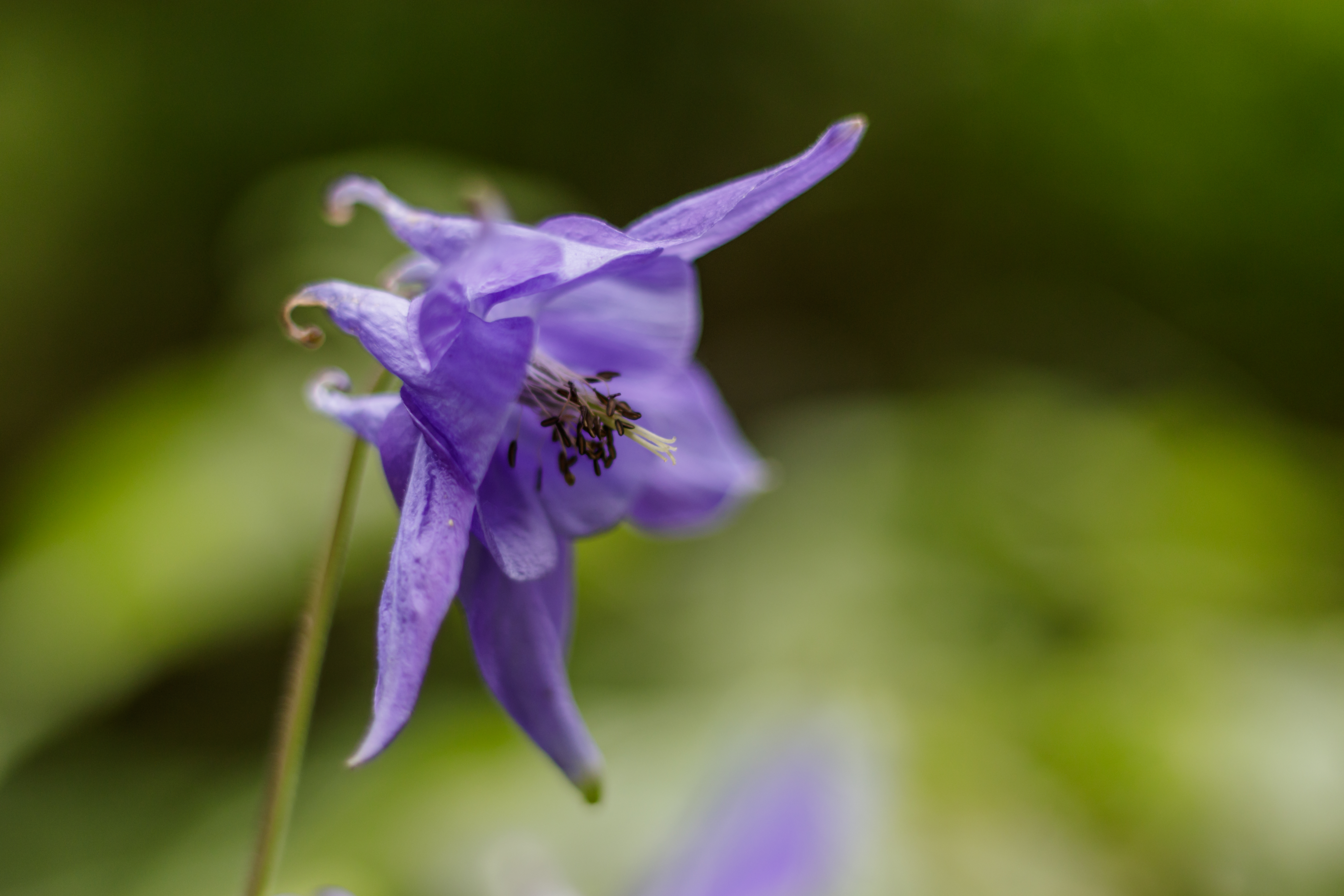 Blüte der Alpen-Akelei (Aquilegia alpina)