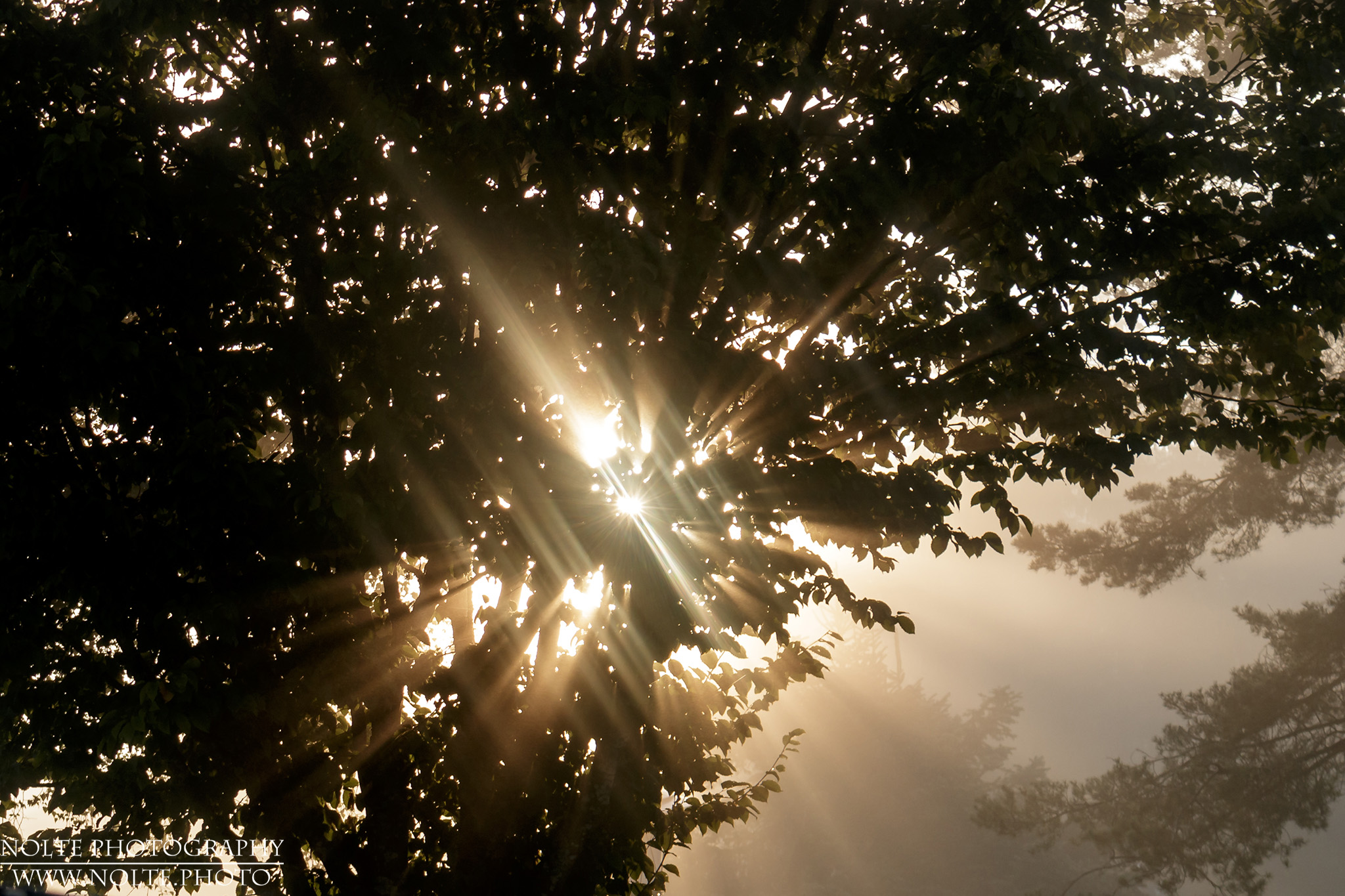 Nebellicht hinter dem Baum