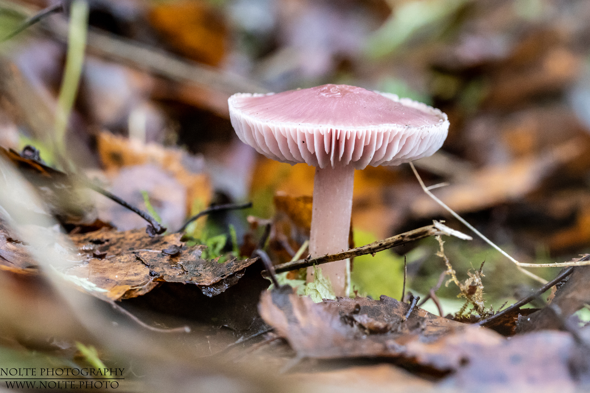 Der kleine rosa Pilz