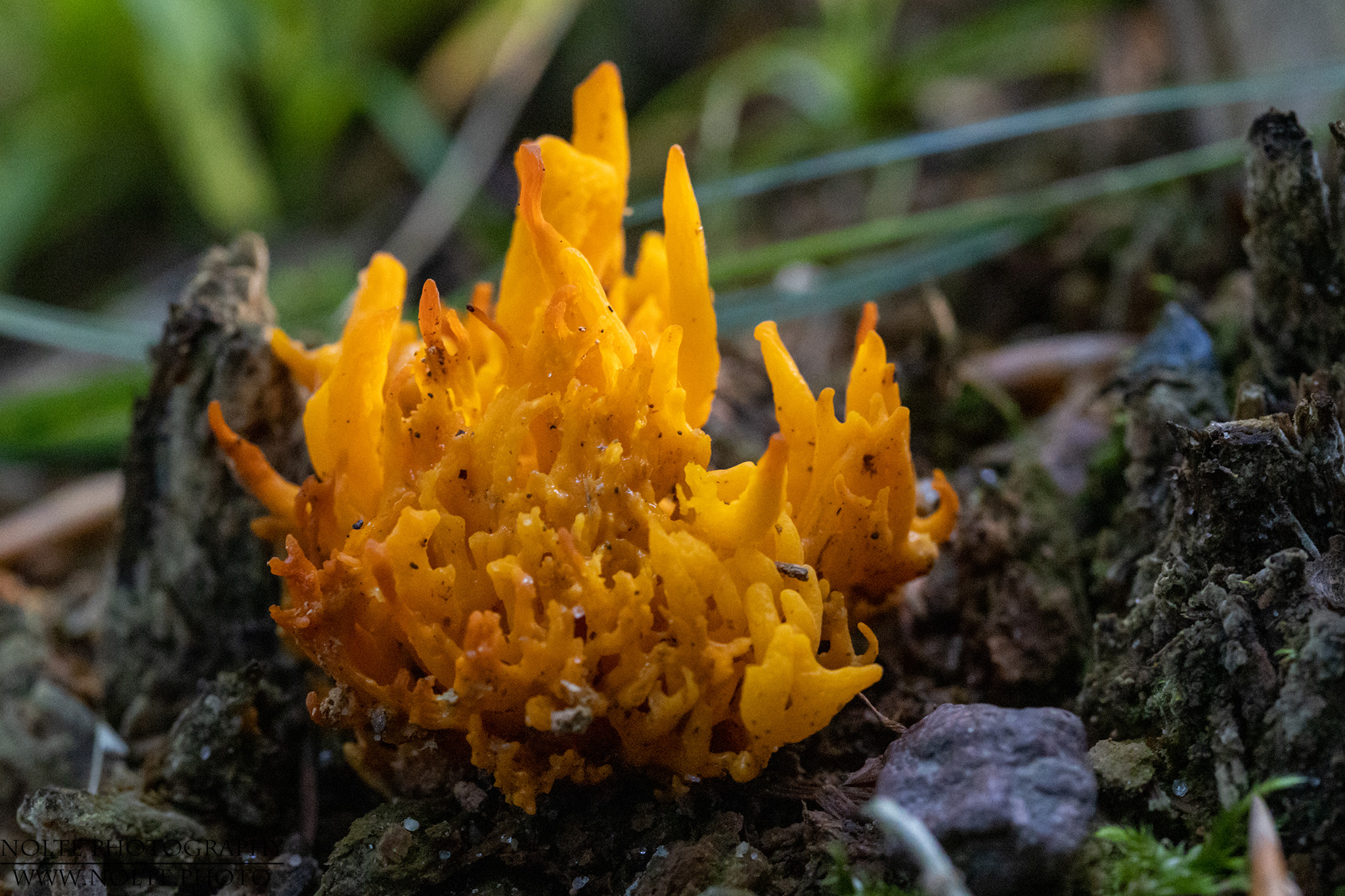 Klebriger Hörnling (Calocera viscosa)
