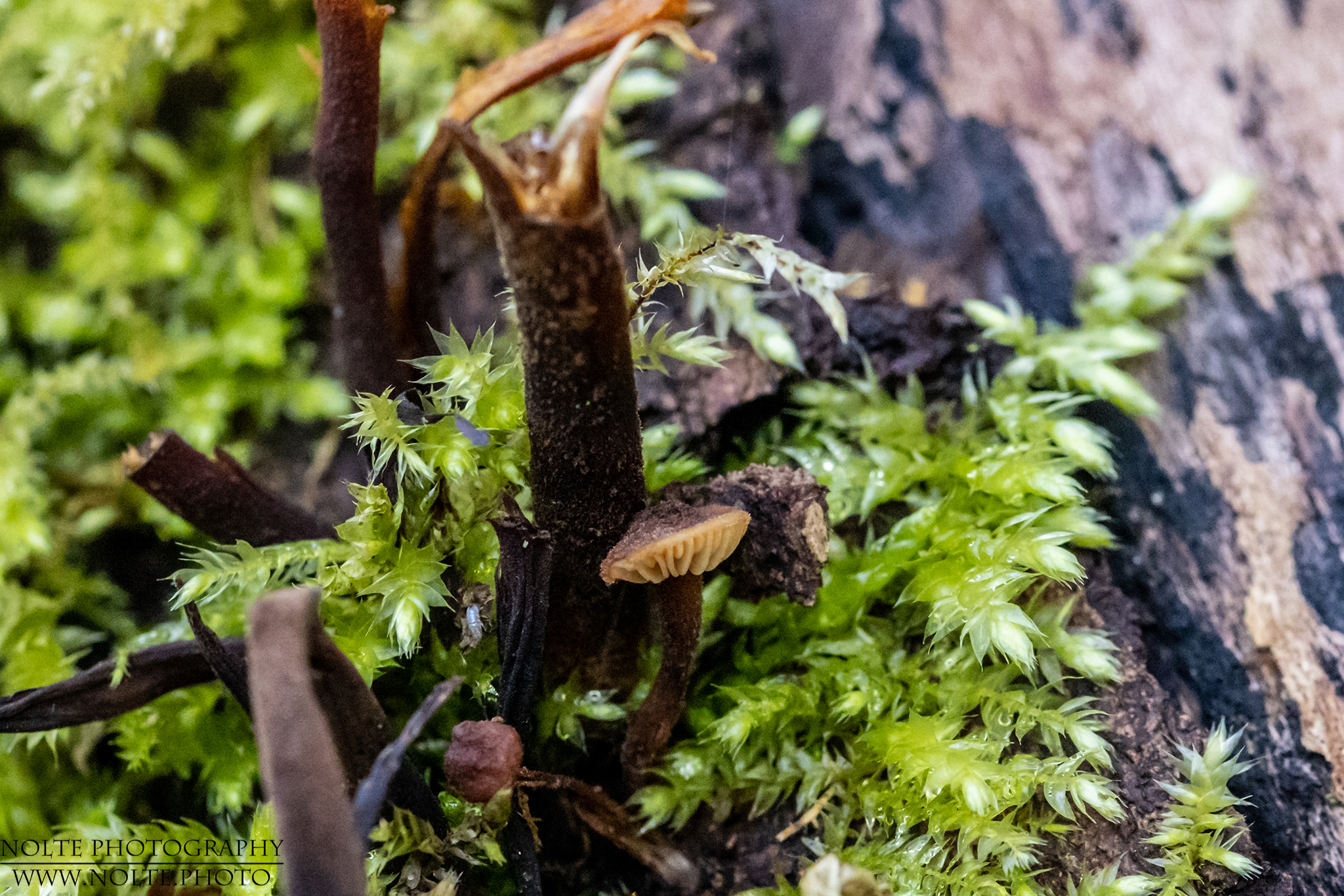 Und da war doch noch ein Pilz...