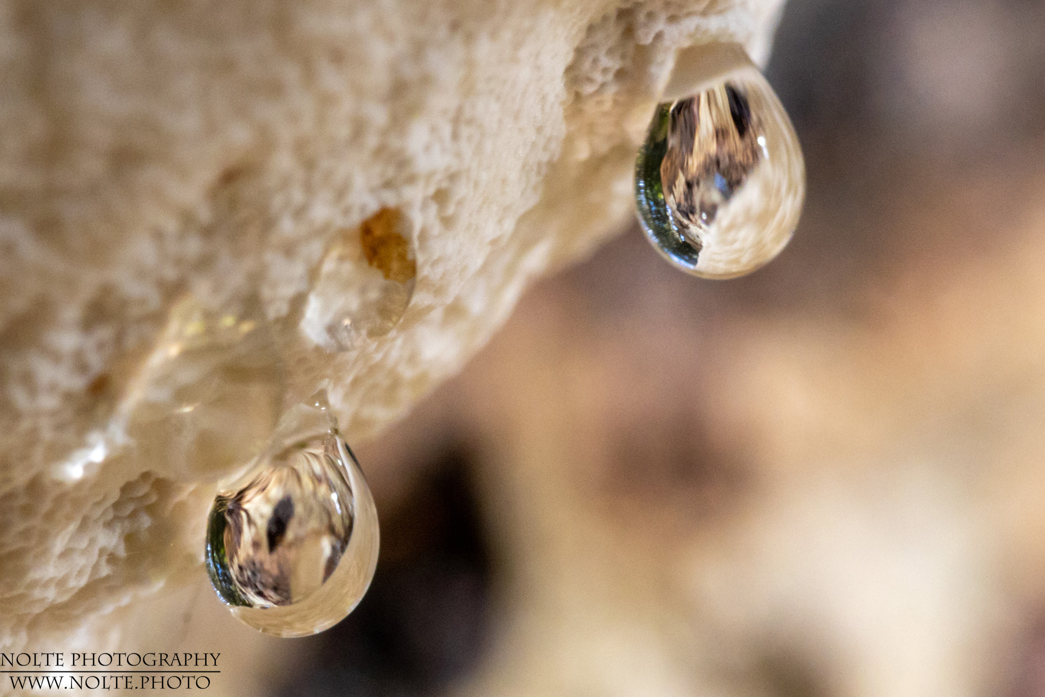 Tautropfen am Pilz Nahaufnahme