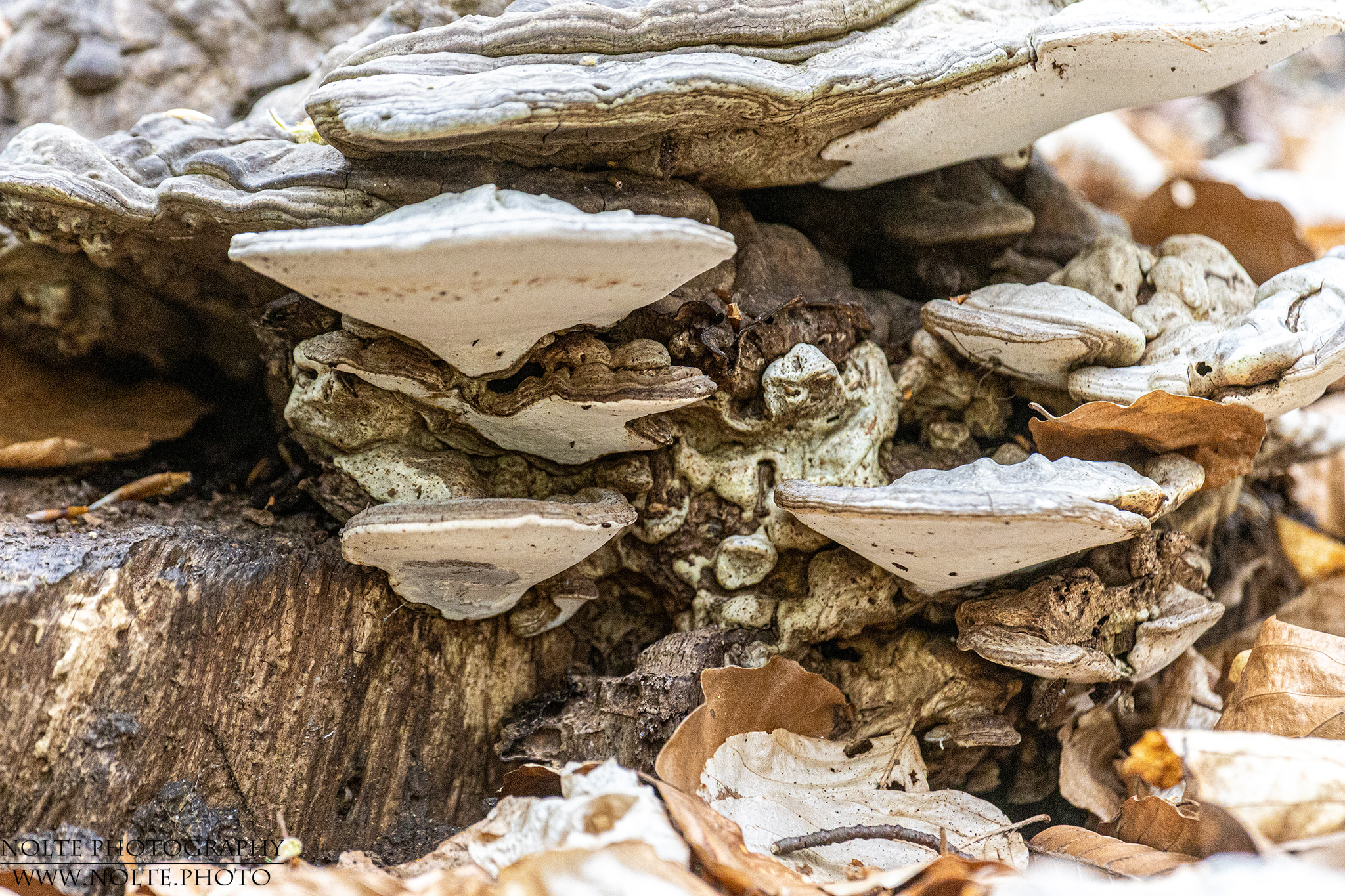 Pilze, die einen Pilz bewohnen