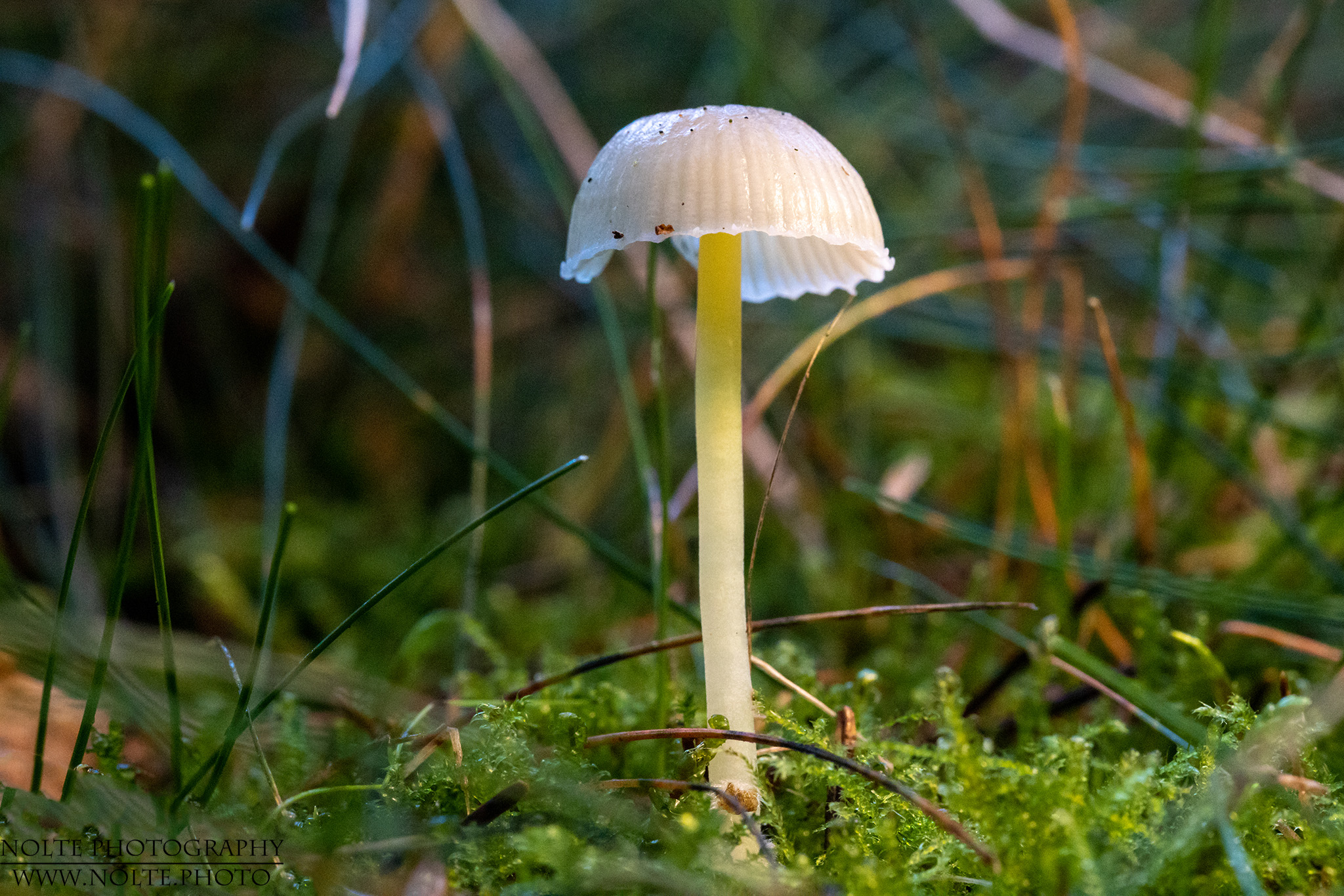 Dehnbarer Helmling (Mycena epipterygia)