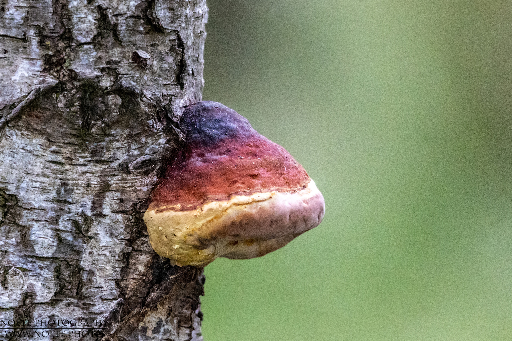 Pilze in Nationalfarbe sieht man auch nicht häufig ;)
