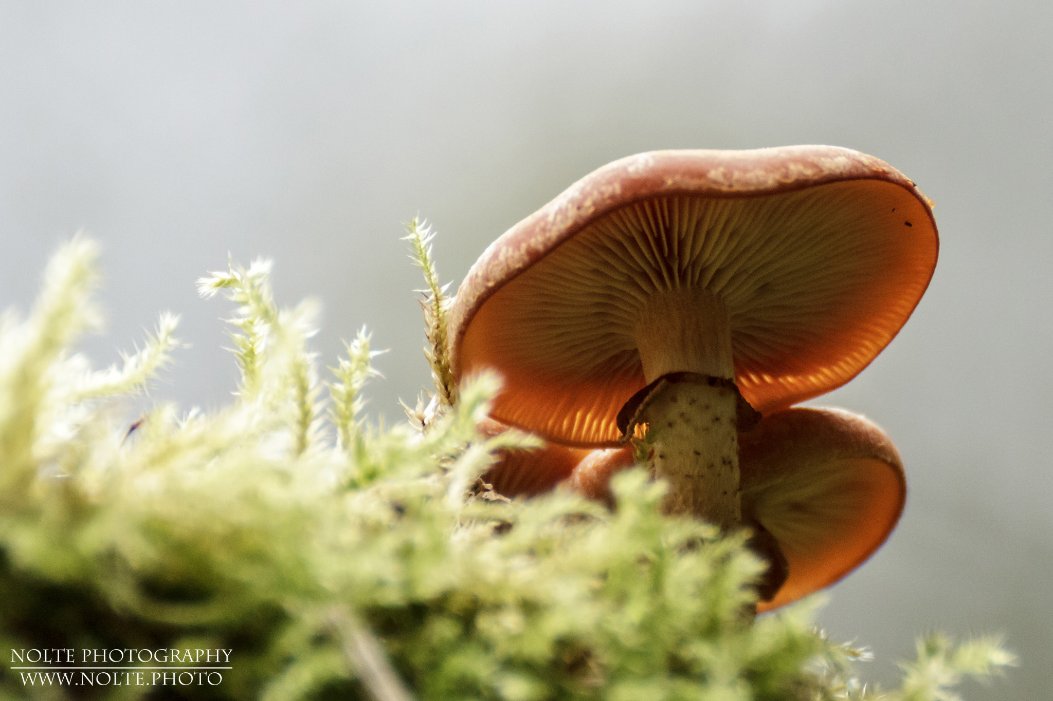 Aufnahme der Unterseite mit den Lamellen eines Gemeinen Stockschwämmchens (Kuehneromyces mutabilis) mit Moos