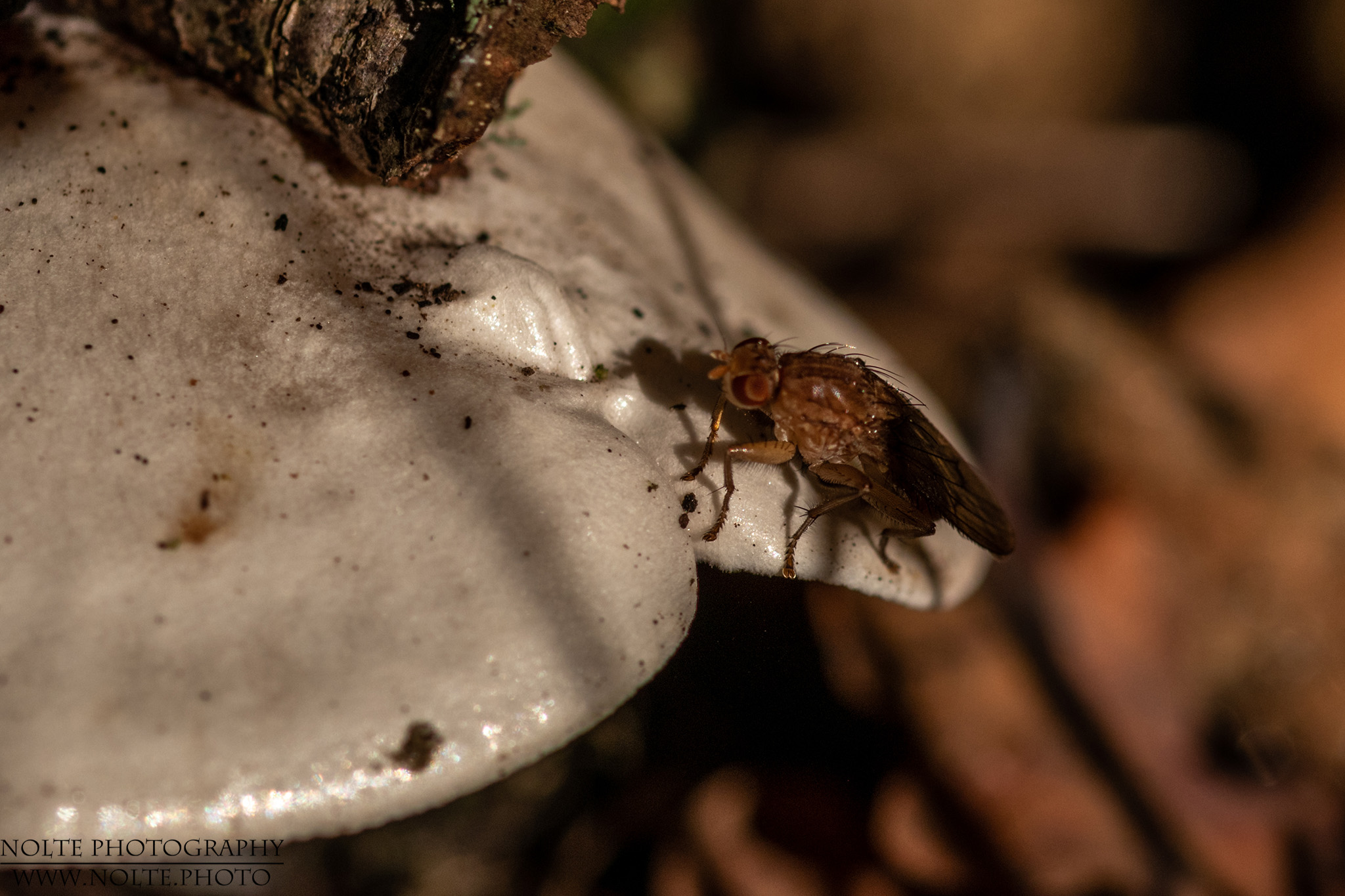 Fliege auf einem hellen Pilz