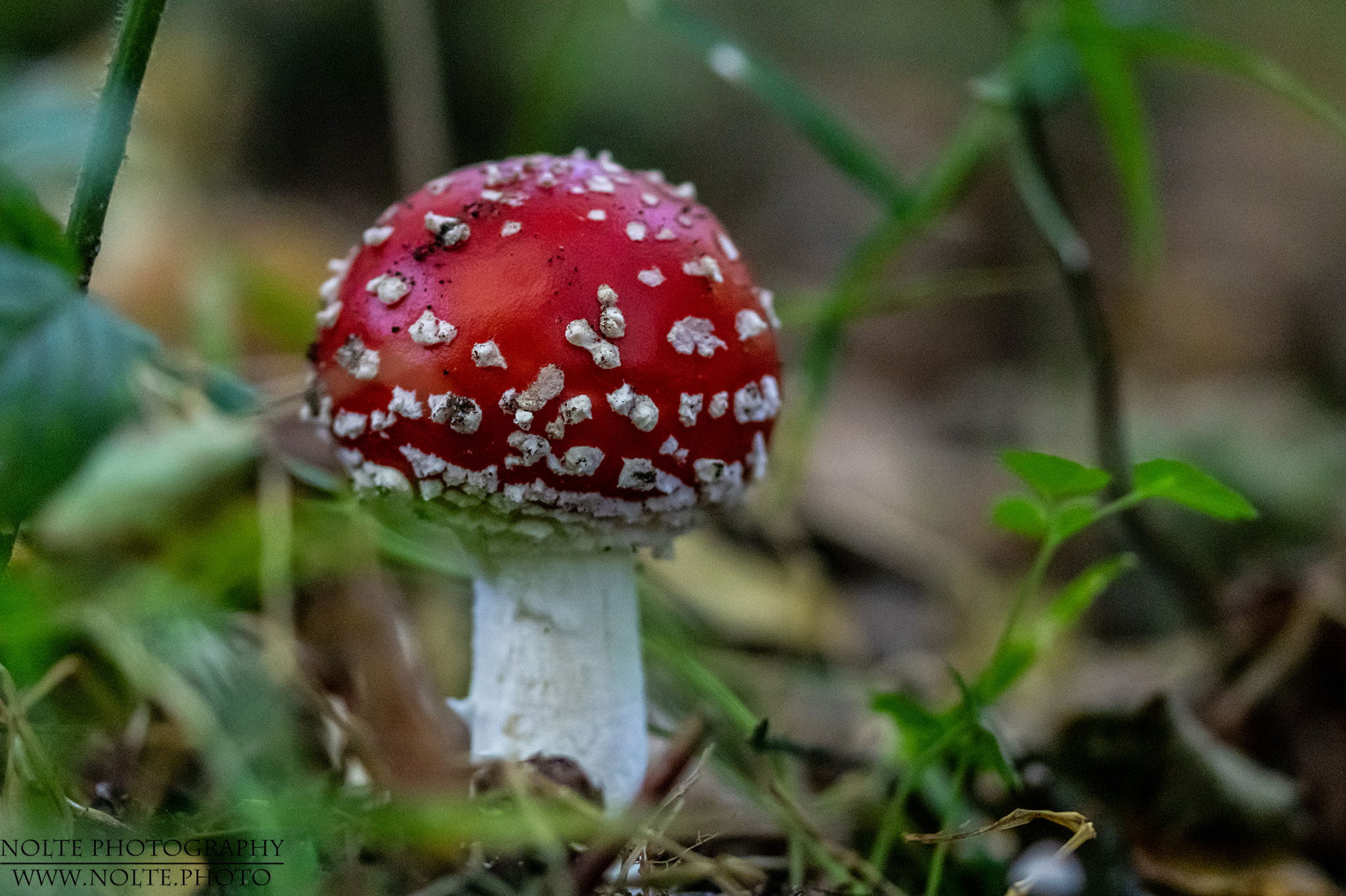 Frischer Fliegenpilz (Amanita muscaria),