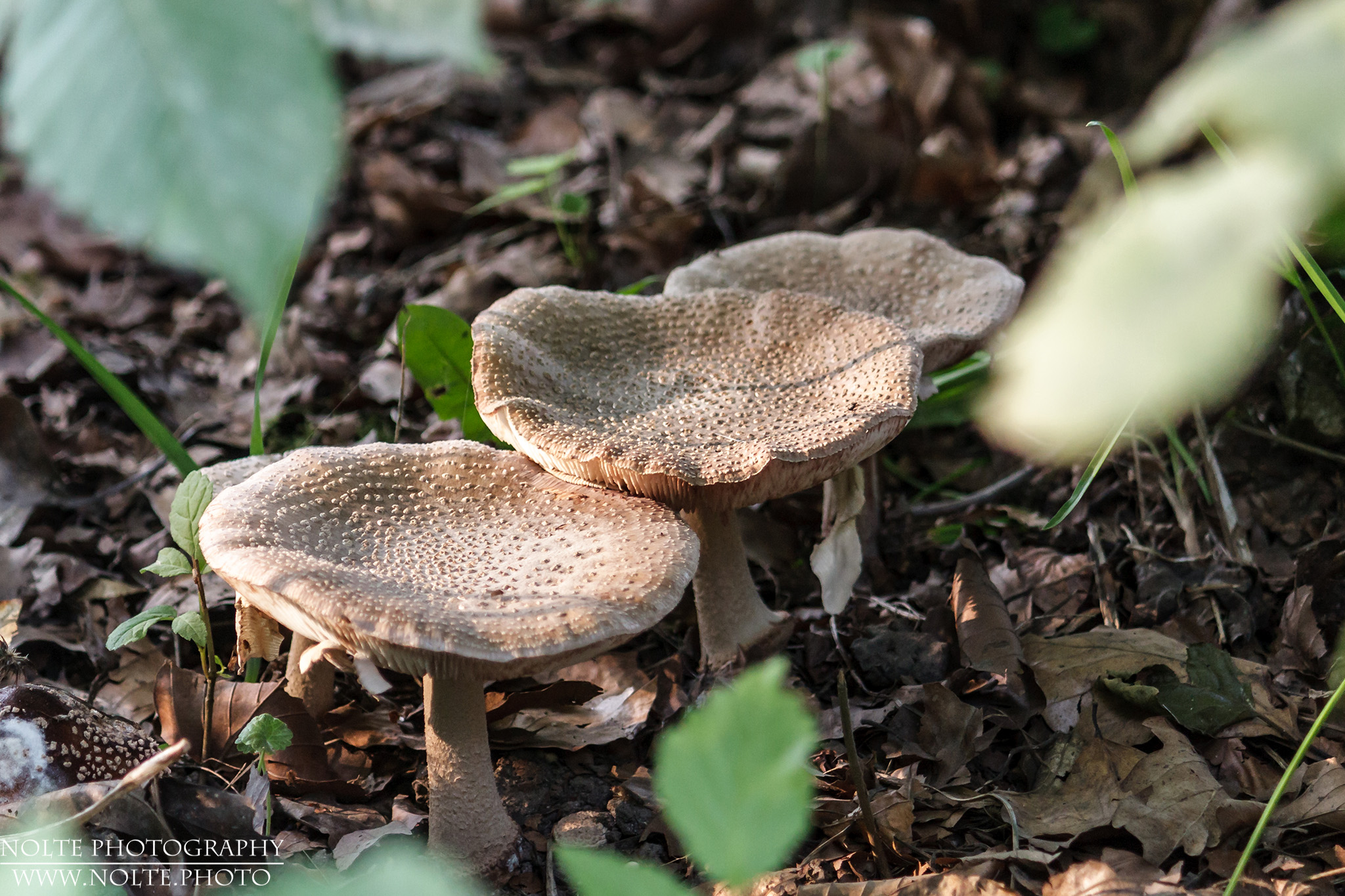 Schon leicht vertrocknete Ansammlung des Perlpilz (Amanita rubescens)