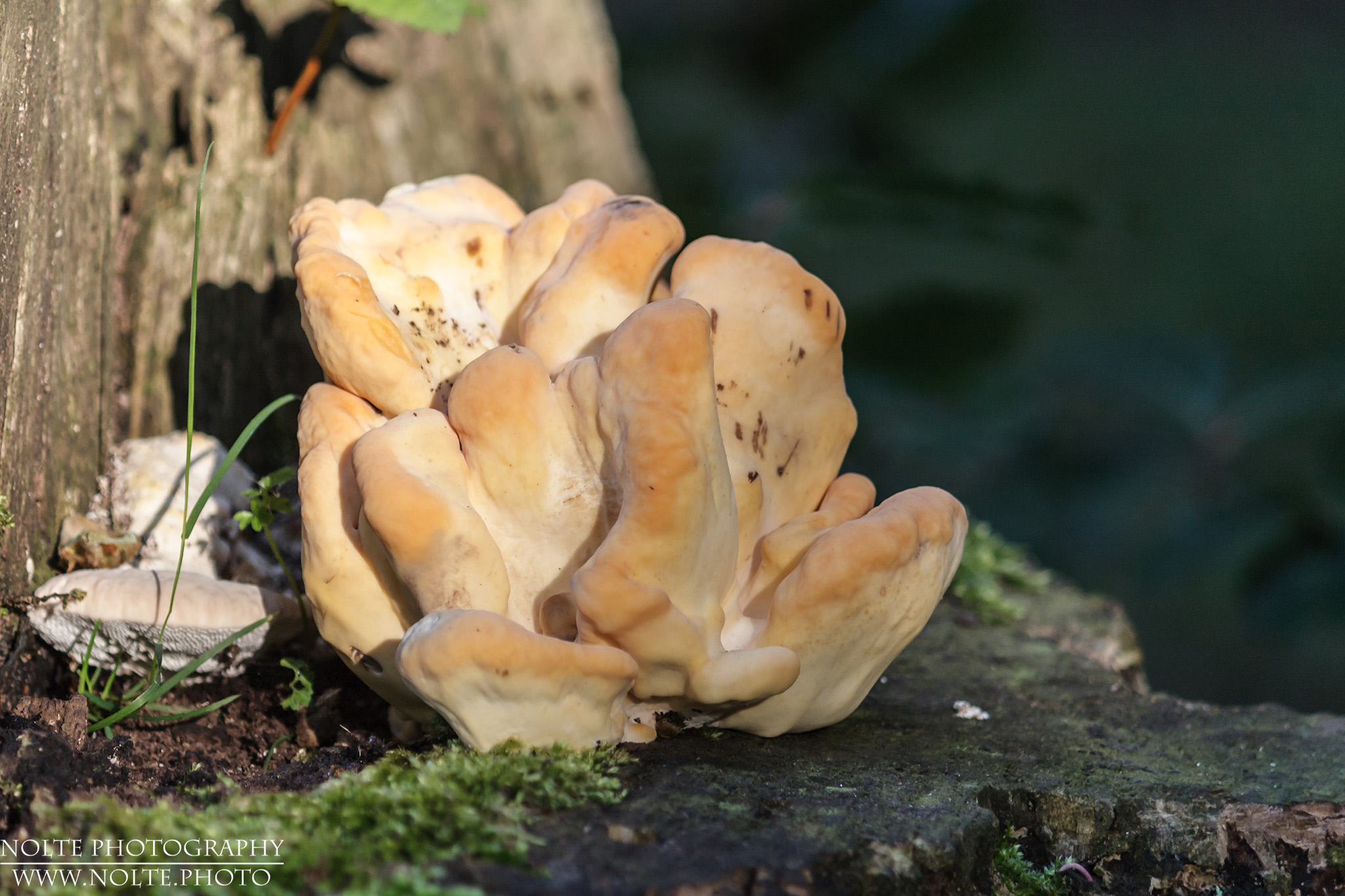 Vermutlich ein junger Riesenporling (Meripilus giganteus). Aber nicht ganz sicher.