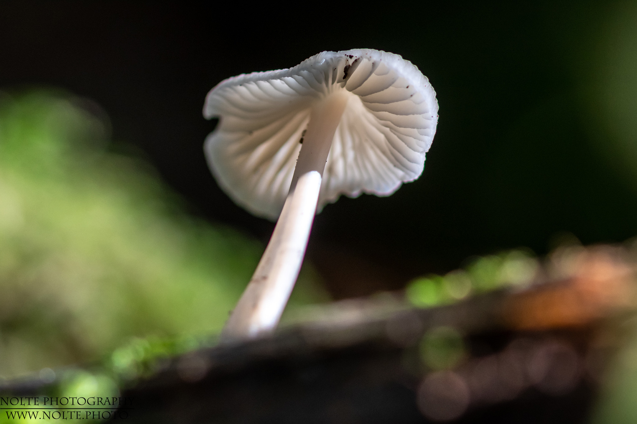 Ein kleiner Pilz von unten betrachtet