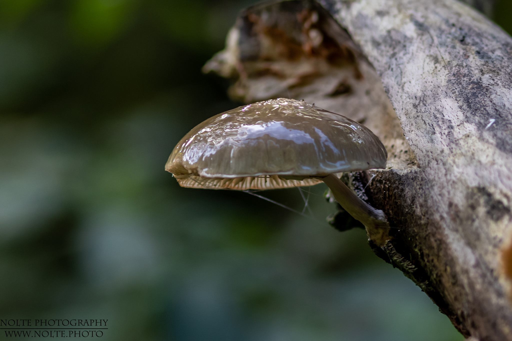 Seitenansicht der Porzellanpilzes