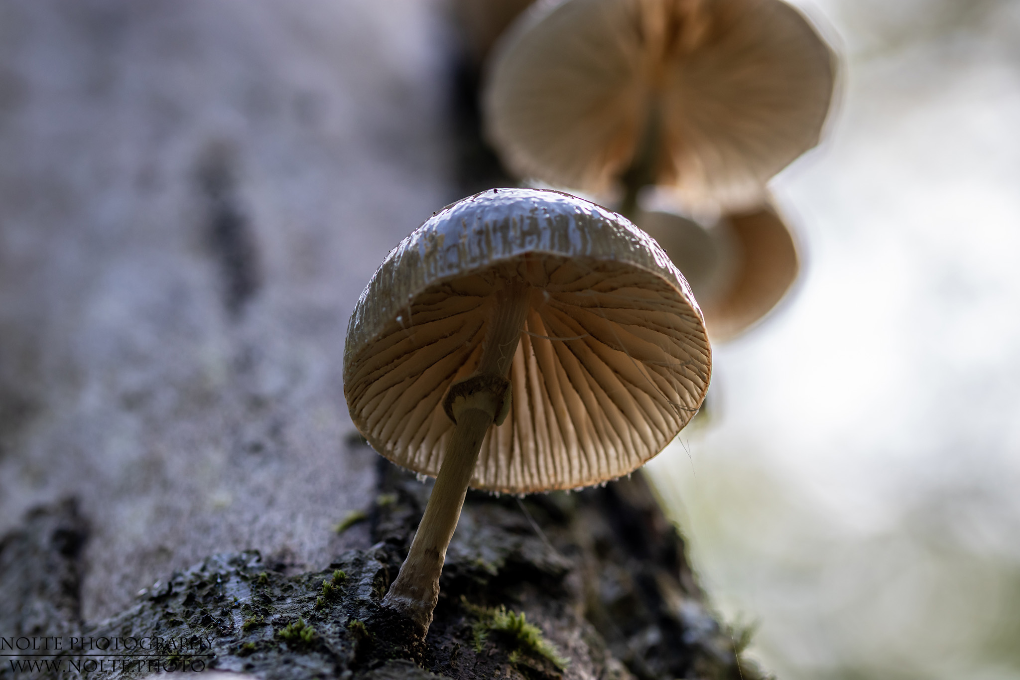 Von unten betrachtet